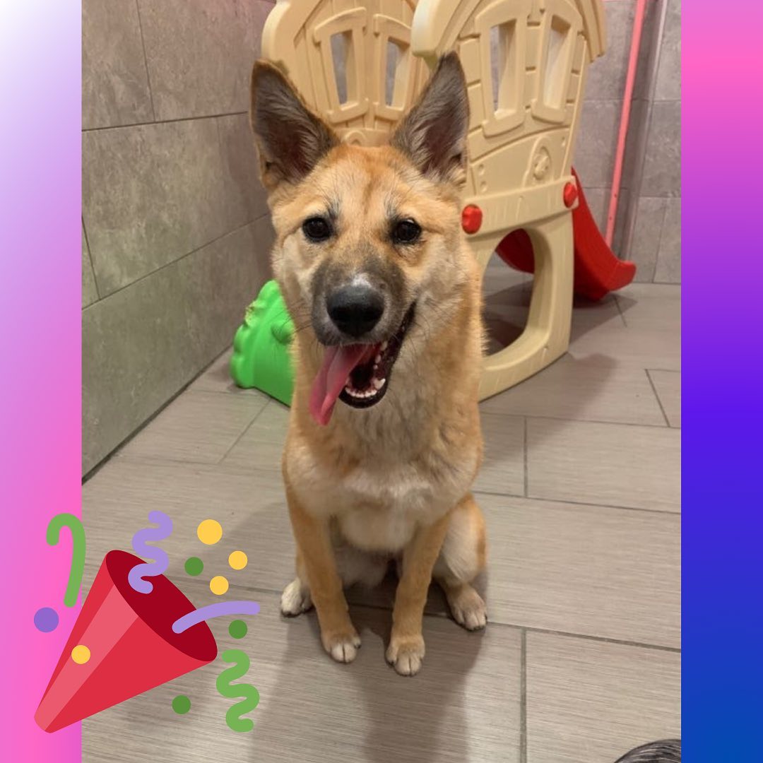 Looking for an excuse to celebrate this Friday? Well, then you’re in luck because we have an adoption announcement! Kami, drama queen and floof extraordinaire, has found her forever home! 🥳

Kami was found as a stray in rural South Korea. Thanks to our amazing partner rescue @bandforanimal , she found herself on a journey to the States. During her time in foster with us, Kami learned to better adapt to new situations. We learned that Kami could play with children like they were her long-lost siblings and that with time, she could learn to enjoy the company of other pups. Oh, and that she’ll do anything if yummy snacks are involved! 

Congratulations to Kami and her new family, and a massive thank you to her incredible foster for taking care of this little fox 🦊