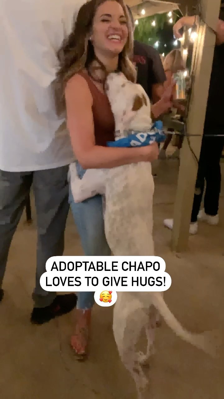 Come on, how can you resist this sweet face? Chapo is looking for a new family and they MUST LOVE HUGS! 🤗❤️