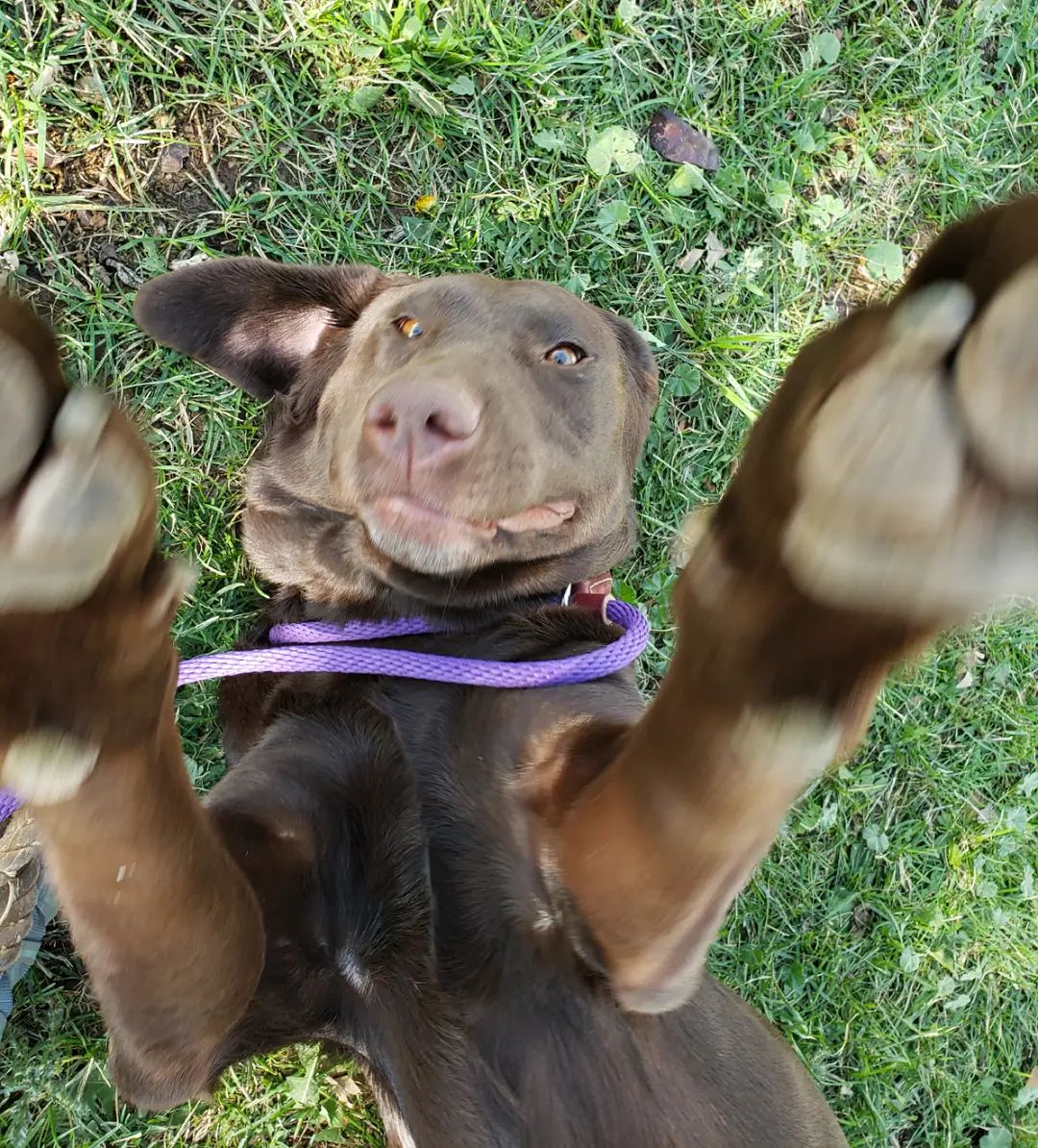 This happy girl just hit our website today. Ginger is a pure bred chocolate lab and a goofball! 
She would do best in a home with no other dogs or a submissive male that she is compatible with.