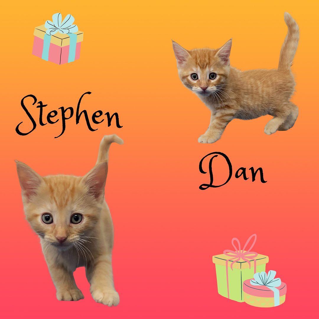 We have lots of cute and cuddly kittens available for adoption! If you are interested in adopting, we are open Monday-Saturday, 1-5pm and would be more than happy to help you find your new best friend! You can find the rest of our adoptable pets at https://www.petfinder.com/search/pets-for-adoption/?shelter_id%5B0%5D=KS03&sort%5B0%5D=recently_added! If you have any questions, please feel free to give us a call at 785-587-2783.