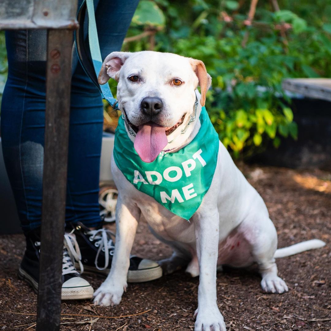 We had a great time last night playing some @binhoboard and hanging out with some awesome adoptable pups at @thebarkingbodega! Thanks to everyone who stopped by! 🍻🐾