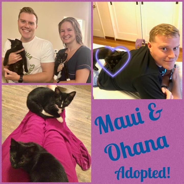 <a target='_blank' href='https://www.instagram.com/explore/tags/Adopted/'>#Adopted</a>!  <a target='_blank' href='https://www.instagram.com/explore/tags/Ola/'>#Ola</a>'s kittens Maui and Ohana were adopted together. Ohana sealed the deal for them as she was so smitten by her new daddy. Maui and Ohana are very sweet together and were just too cute to pass up. Congratulations!  <a target='_blank' href='https://www.instagram.com/explore/tags/AdoptforLife/'>#AdoptforLife</a> <a target='_blank' href='https://www.instagram.com/explore/tags/epdMaui/'>#epdMaui</a> <a target='_blank' href='https://www.instagram.com/explore/tags/epdOhana/'>#epdOhana</a> <a target='_blank' href='https://www.instagram.com/explore/tags/everypetsdream/'>#everypetsdream</a> <a target='_blank' href='https://www.instagram.com/explore/tags/kittens/'>#kittens</a>