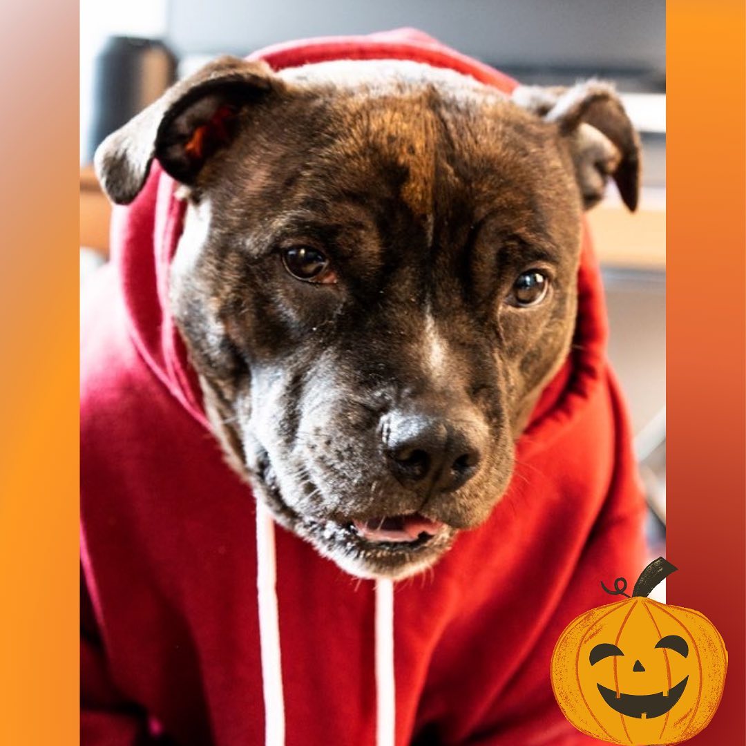 Autumn is here and that means it’s time to bundle up! Does your pup love sweater weather as much as Nena? 🍁

Nena never lets anything stand in the way of having a good time. When Nena sees a tennis ball on the move, she instantly transforms into an agile tiger. The years melt away and she feels like a young pup again! Nena’s foster parents make sure she gets the most out of every day. Whether she’s working on her modelling portfolio or turning the living room into her personal comedy club, the fun never stops for Nena!

Nena is a member of our medical foster program. If you are interested in adopting Nena or sponsoring her care, please contact us at twentypawsrescue@gmail.com or info@twentypawsrescue.com 🎃