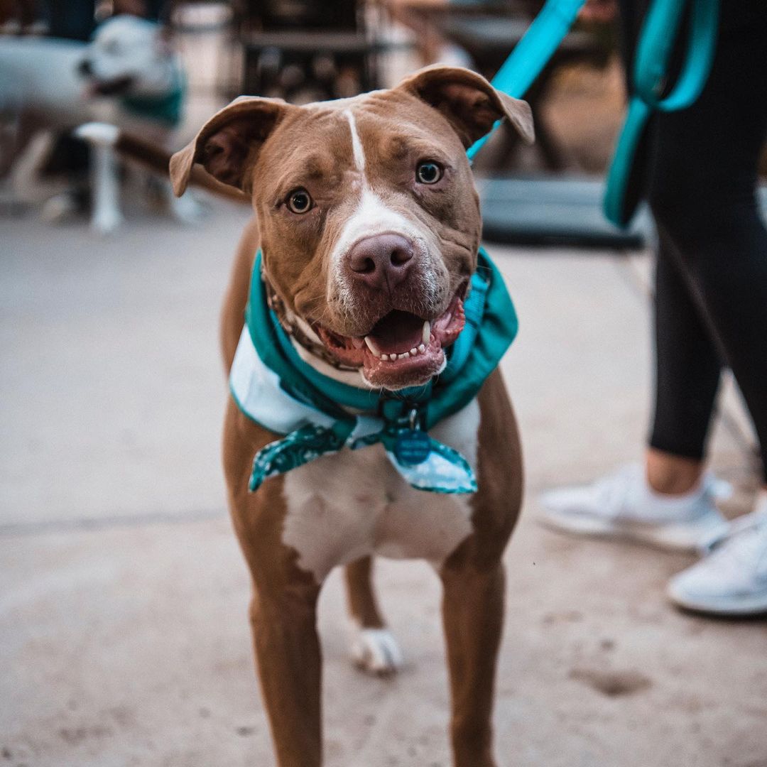 We had a great time last night playing some @binhoboard and hanging out with some awesome adoptable pups at @thebarkingbodega! Thanks to everyone who stopped by! 🍻🐾