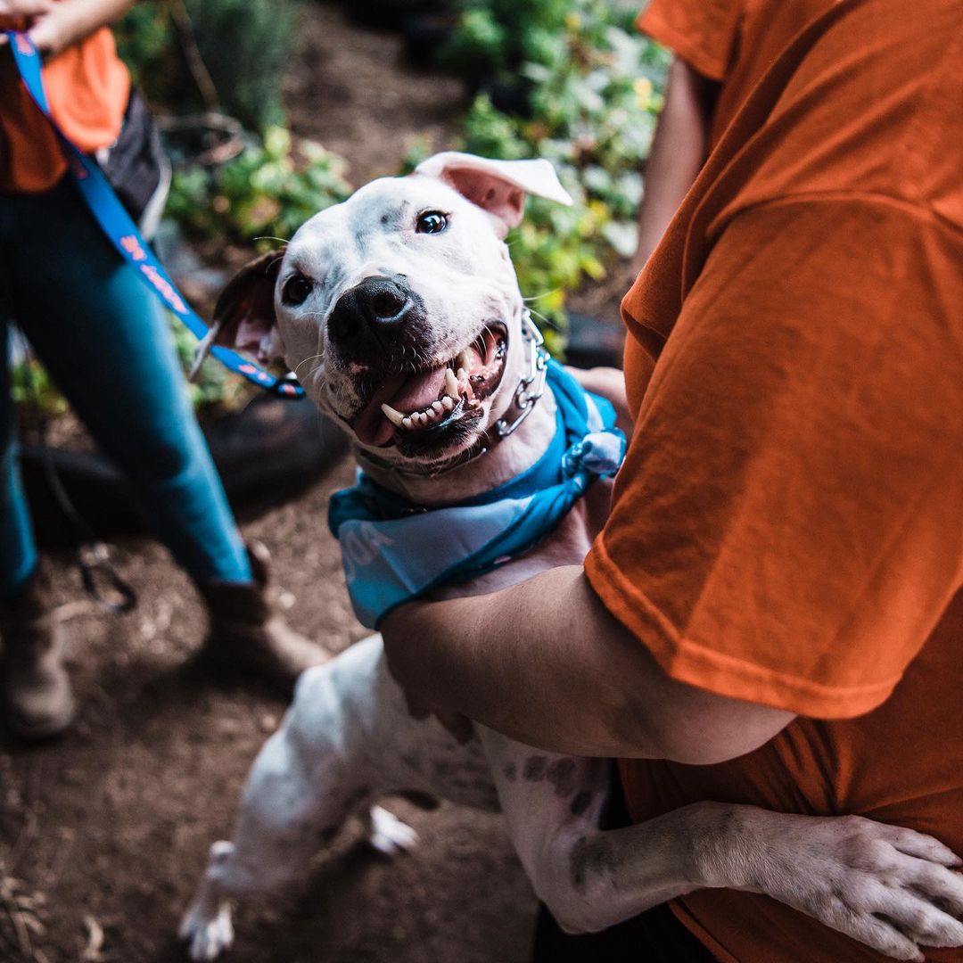 We had a great time last night playing some @binhoboard and hanging out with some awesome adoptable pups at @thebarkingbodega! Thanks to everyone who stopped by! 🍻🐾