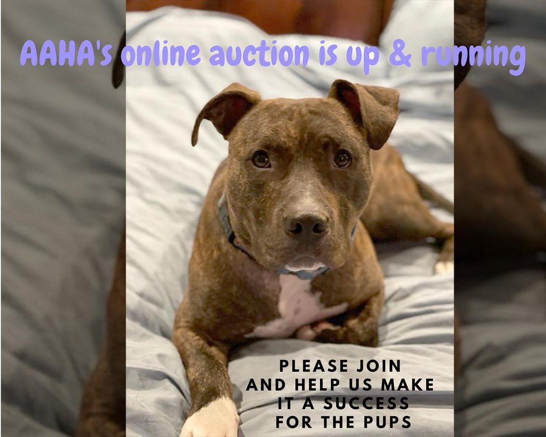 Come and join the fun! Our auction is up and running.
Hundreds of amazing items up for bid. 
100% of proceeds go to the pups of AAHA Rescue.

Make sure to turn notifications on when you click 'going' so you don't miss any of the amazing items we have up for grabs. Facebook <a target='_blank' href='https://www.instagram.com/explore/tags/auction/'>#auction</a> <a target='_blank' href='https://www.instagram.com/explore/tags/fundraiser/'>#fundraiser</a> <a target='_blank' href='https://www.instagram.com/explore/tags/endbsl/'>#endbsl</a>🚫 <a target='_blank' href='https://www.instagram.com/explore/tags/rescuedogsofinstagram/'>#rescuedogsofinstagram</a> 

https://fb.me/e/3KOAWHXUT