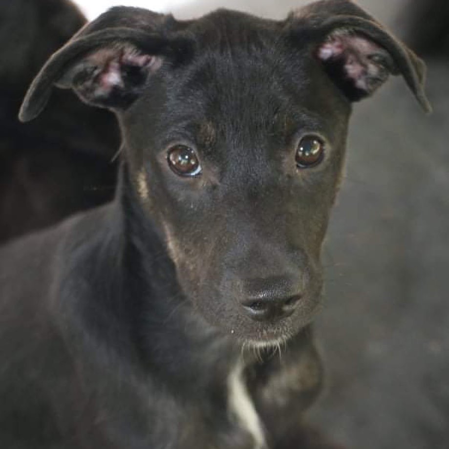 Remember the little pup that was found abandoned at our sanctuary on August 8th in a chicken nugget box? If not, scroll back on our Instagram posts!

Well, we DID end up naming her NUGGET by popular demand! 🍗

She’s an absolute doll - smiling all the time! We think she’s more like a nugget of gold actually! She’s one of those pups that is on the calmer side. She would be great with children! 

And she has the coolest brindle markings on her paws!

She’s about 4.5 months old and 12 lbs! Tiny little baby!!

Please apply or inquire if interested!

<a target='_blank' href='https://www.instagram.com/explore/tags/adoptme/'>#adoptme</a> <a target='_blank' href='https://www.instagram.com/explore/tags/miraclesforsatosrescue/'>#miraclesforsatosrescue</a> <a target='_blank' href='https://www.instagram.com/explore/tags/cutiepatootie/'>#cutiepatootie</a> <a target='_blank' href='https://www.instagram.com/explore/tags/brindlepaws/'>#brindlepaws</a> <a target='_blank' href='https://www.instagram.com/explore/tags/blackdogsrock/'>#blackdogsrock</a> <a target='_blank' href='https://www.instagram.com/explore/tags/puppy/'>#puppy</a> <a target='_blank' href='https://www.instagram.com/explore/tags/nugget/'>#nugget</a> <a target='_blank' href='https://www.instagram.com/explore/tags/adoptablackdog/'>#adoptablackdog</a> <a target='_blank' href='https://www.instagram.com/explore/tags/adoptdontshop/'>#adoptdontshop</a> <a target='_blank' href='https://www.instagram.com/explore/tags/adopt/'>#adopt</a> <a target='_blank' href='https://www.instagram.com/explore/tags/adoptdontshop/'>#adoptdontshop</a>🐾💜🐾 <a target='_blank' href='https://www.instagram.com/explore/tags/adoption/'>#adoption</a> <a target='_blank' href='https://www.instagram.com/explore/tags/alwaysadopt/'>#alwaysadopt</a> <a target='_blank' href='https://www.instagram.com/explore/tags/rescuepuppy/'>#rescuepuppy</a> <a target='_blank' href='https://www.instagram.com/explore/tags/dogrescue/'>#dogrescue</a> <a target='_blank' href='https://www.instagram.com/explore/tags/rescuedog/'>#rescuedog</a> <a target='_blank' href='https://www.instagram.com/explore/tags/rescuedismyfavoritebreed/'>#rescuedismyfavoritebreed</a>