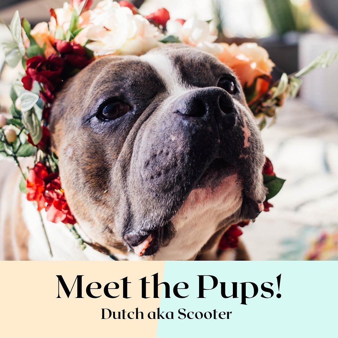 Dutch is a 7yo pittie mix and is everybody’s favourite wonky-eyed wonder boy! He is a successful graduate of our medical rehab program thanks to weekly medicated baths and much-needed muscle gain! 

Strut Your Mutt is an annual virtual walk and fundraising event saves dogs and cats across the US. The link to our Strut Your Mutt page is linked in our bio so please check it out!
 
Between starting new programs for our medical and behaviour cases, as well as international rescue efforts, and owner surrenders, TPR had record breaking intake numbers. The pandemic continues to drive many of our intake cases. 

Every penny goes towards the dogs. You can participate by registering for our team or donating to an existing member. Remember, donations are tax deductible and TPR receives 100% of what we raise, minus transaction fees. 

When Dutch visited his old stomping grounds in NYC recently, he found the noise a bit overwhelming. So we believe Dutch would prefer a home outside of the city where he can sunbathe and romp around all day long. Additionally, he would prefer a home where he can be either an only child or have one tolerant sibling to snuggle with