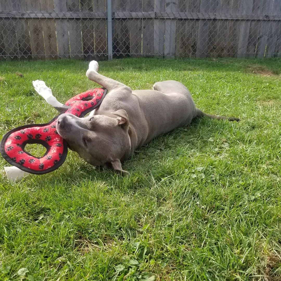 Adopt-a-bull Louise loves 💘 this new toy an awesome potential adopter donated.  You can tell how much she loves 💘 it from the full frog 🐸 legs she's rocking haha.  Louise is a young active girl who would love a 👪 that is just as active.
<a target='_blank' href='https://www.instagram.com/explore/tags/thebusterfoundation/'>#thebusterfoundation</a>
<a target='_blank' href='https://www.instagram.com/explore/tags/pitbull/'>#pitbull</a>
<a target='_blank' href='https://www.instagram.com/explore/tags/pitbullsofinstagram/'>#pitbullsofinstagram</a>
<a target='_blank' href='https://www.instagram.com/explore/tags/pitbulladvocate/'>#pitbulladvocate</a>
<a target='_blank' href='https://www.instagram.com/explore/tags/bullybreed/'>#bullybreed</a>
<a target='_blank' href='https://www.instagram.com/explore/tags/dontbullymybreed/'>#dontbullymybreed</a>
<a target='_blank' href='https://www.instagram.com/explore/tags/rescuedog/'>#rescuedog</a>
<a target='_blank' href='https://www.instagram.com/explore/tags/rescueismyfavoritebreed/'>#rescueismyfavoritebreed</a>
<a target='_blank' href='https://www.instagram.com/explore/tags/detroitrescuedogs/'>#detroitrescuedogs</a>