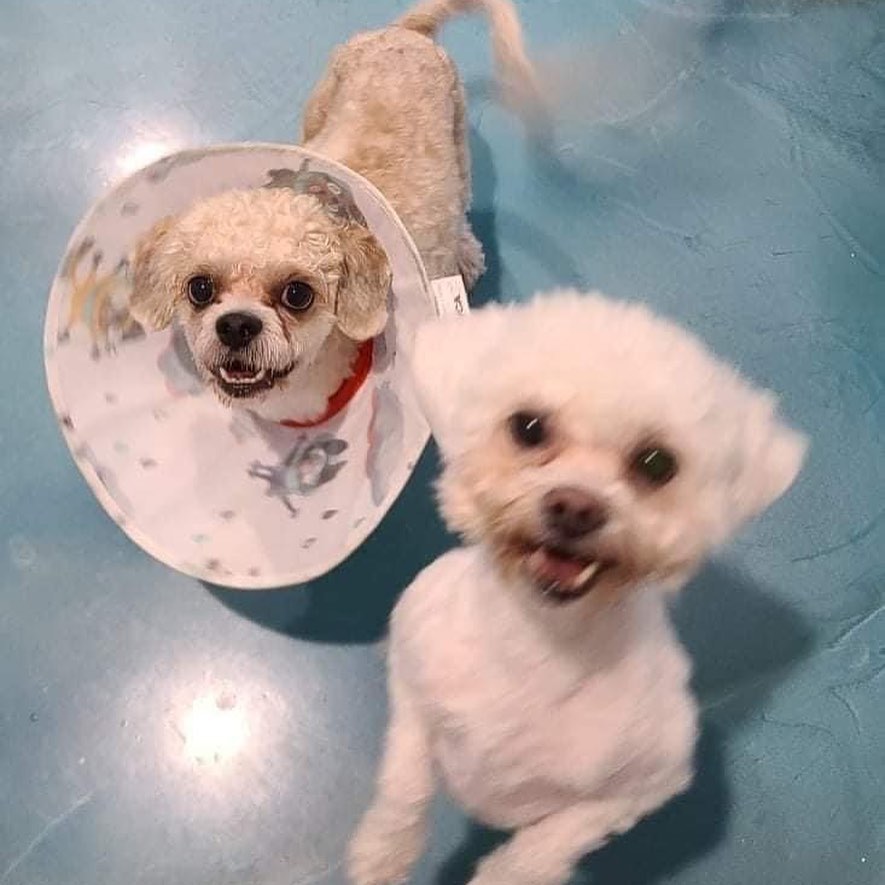 AVAILABLE FOR ADOPTION 
BONDED PAIR 💜💙
GWENIVERE & LANCELOT 
1-2 yrs of age
Spayed Neutered vaccinated & microchipped. Maltese/ shitzu mix 
All Love!!! TO INQUIRE ABOUT Meeting these 2 Adorable dogs 10lbs Contact us at 100plusabandoneddogs@gmail.com 
We are located in the Fort Lauderdale FL area.  We do Not ship or transport out of state.  No small children. Must have fenced yard. 
877-506-8100 <a target='_blank' href='https://www.instagram.com/explore/tags/bondedpair/'>#bondedpair</a> <a target='_blank' href='https://www.instagram.com/explore/tags/maltesemix/'>#maltesemix</a> <a target='_blank' href='https://www.instagram.com/explore/tags/poodlemix/'>#poodlemix</a> <a target='_blank' href='https://www.instagram.com/explore/tags/tescuedogsofinstagram/'>#tescuedogsofinstagram</a> <a target='_blank' href='https://www.instagram.com/explore/tags/tescuedog/'>#tescuedog</a> <a target='_blank' href='https://www.instagram.com/explore/tags/dogsofinstagram/'>#dogsofinstagram</a> <a target='_blank' href='https://www.instagram.com/explore/tags/doublethefun/'>#doublethefun</a> <a target='_blank' href='https://www.instagram.com/explore/tags/youngdog/'>#youngdog</a> <a target='_blank' href='https://www.instagram.com/explore/tags/adoptdontshop/'>#adoptdontshop</a> <a target='_blank' href='https://www.instagram.com/explore/tags/100plusabandoneddogs/'>#100plusabandoneddogs</a> <a target='_blank' href='https://www.instagram.com/explore/tags/rescuereviverehome/'>#rescuereviverehome</a>