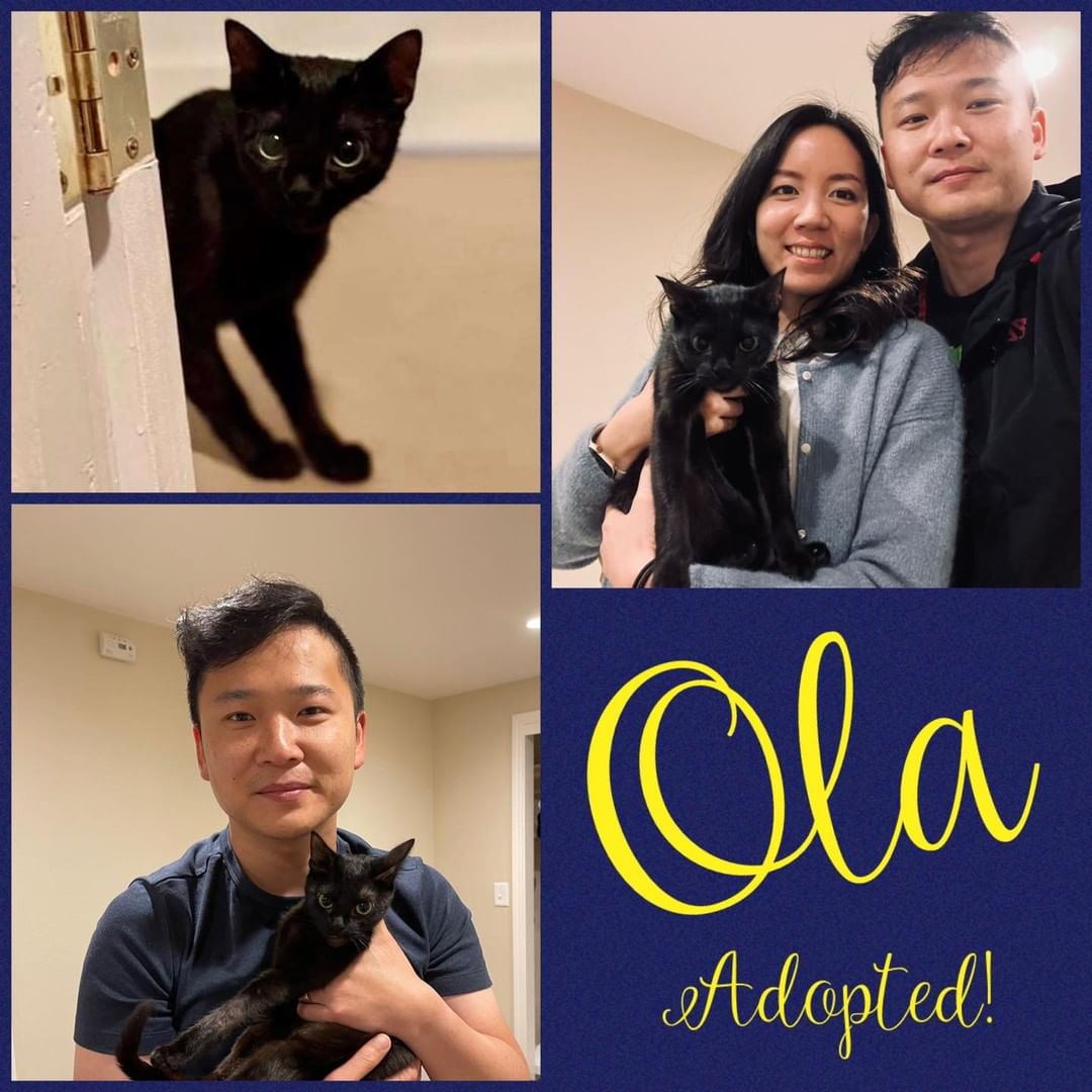 <a target='_blank' href='https://www.instagram.com/explore/tags/Adopted/'>#Adopted</a>.  We could not be happier for our sweet Momma Cat <a target='_blank' href='https://www.instagram.com/explore/tags/Ola/'>#Ola</a>.  If you remember Ola was found by a Good samaritan after being hit by a car.  She was brought to <a target='_blank' href='https://www.instagram.com/explore/tags/SageVet/'>#SageVet</a> where they discovered that she suffered a fractured jaw and she was days away from giving birth to 4 kittens.  That's were we stepped in and provided care and a <a target='_blank' href='https://www.instagram.com/explore/tags/foster/'>#foster</a> home for Ola. The good Samaritan couldn't get Ola out of her mind.  We updated her frequently and she visited with Ola and the kittens in their foster home.  Well we are so happy to report that Ola's good samaritans adopted her!! <a target='_blank' href='https://www.instagram.com/explore/tags/epdOla/'>#epdOla</a> <a target='_blank' href='https://www.instagram.com/explore/tags/cat/'>#cat</a> <a target='_blank' href='https://www.instagram.com/explore/tags/thisisrescue/'>#thisisrescue</a> <a target='_blank' href='https://www.instagram.com/explore/tags/everypetsdream/'>#everypetsdream</a>