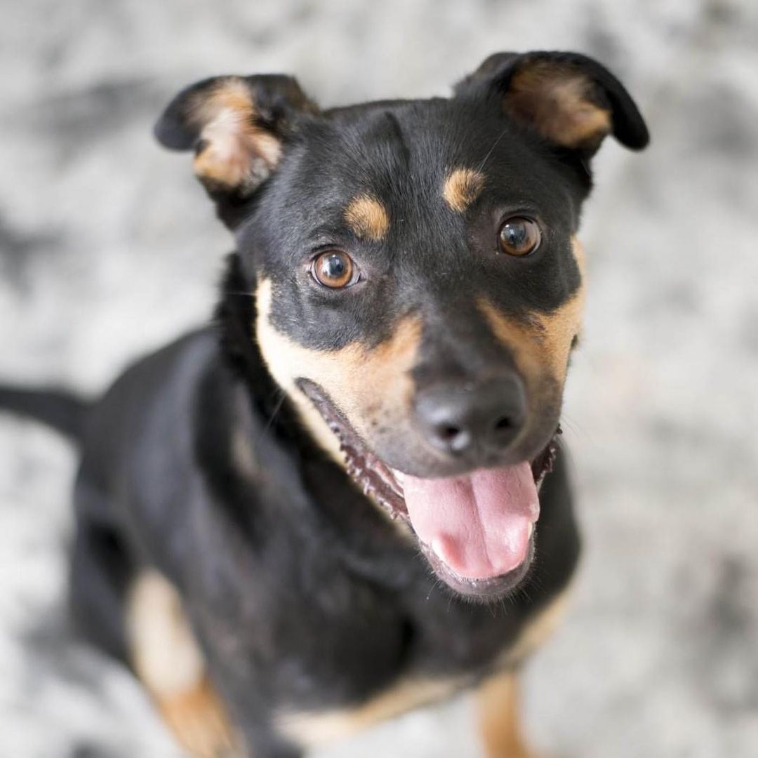 Harley is a 3 year old shepherd- Rottweiler mix. This goofy boy is around 45 pounds. He has mastered the “down” command and his leash was liking has greatly improved. He is a very intelligent dog and sometimes thinks he’s still a lap dog! He loves to give kisses. He would do best with a fenced in yard. For more info on Harley, click the link in our bio <a target='_blank' href='https://www.instagram.com/explore/tags/adopt/'>#adopt</a> <a target='_blank' href='https://www.instagram.com/explore/tags/staf/'>#staf</a> <a target='_blank' href='https://www.instagram.com/explore/tags/rescuedog/'>#rescuedog</a> <a target='_blank' href='https://www.instagram.com/explore/tags/lovablepup/'>#lovablepup</a> <a target='_blank' href='https://www.instagram.com/explore/tags/dogsofcincy/'>#dogsofcincy</a> <a target='_blank' href='https://www.instagram.com/explore/tags/dogsofinstagram/'>#dogsofinstagram</a> <a target='_blank' href='https://www.instagram.com/explore/tags/adoptme/'>#adoptme</a>