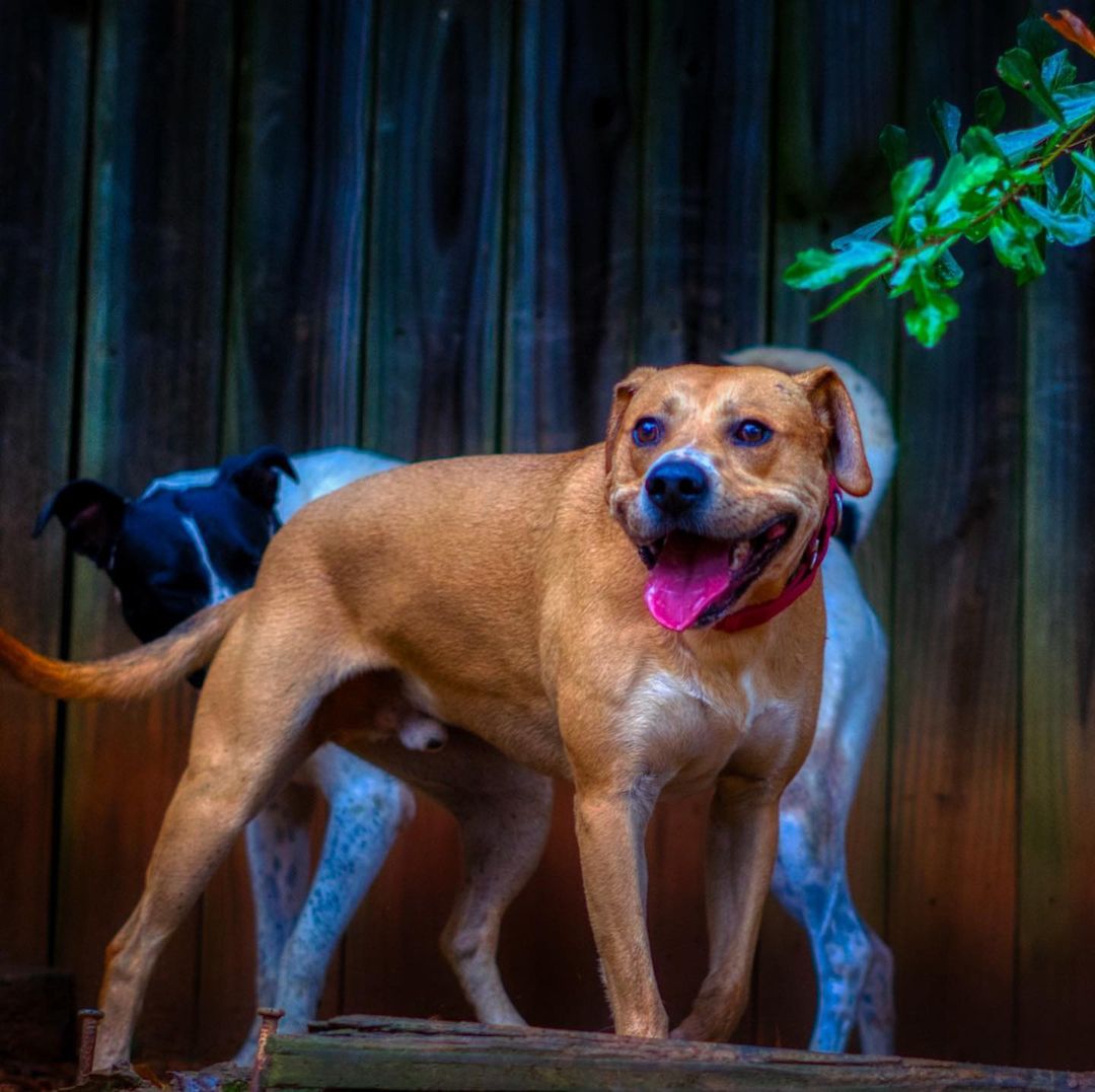 Kirby is around 3.5 years old and 60 pounds of pure handsome! He is part Golden Retriever and American Staffordshire Terrier but 100% smart boy having completed the beginner and intermediate obedience classes at PetSmart. He walks well on a leash but also likes to stop and smell the flowers or leave a note for the next dog.

He is playful with other dogs but does not like to share tennis balls with them. He is very obsessed with balls, will run and jump in the air to catch them. We don’t recommend having another dog around him if balls are involved as he is so obsess with them that he will become protective of balls. 

He is great in the house and LOVES to be outside walking on new trails or play in any streams he come across. He has been gentle around kids and adults. Has lived with cats and not shown any interests in them. 

To adopt, please fill out an adoption application at https://www.threepawsrescue.org/adoption-application/

For information about adoption fee, please visit https://www.threepawsrescue.org/adoption-fees/

To learn about the adoption process, please visit https://www.threepawsrescue.org/adoption-process/

<a target='_blank' href='https://www.instagram.com/explore/tags/adoptdontshop/'>#adoptdontshop</a> <a target='_blank' href='https://www.instagram.com/explore/tags/adopt/'>#adopt</a> <a target='_blank' href='https://www.instagram.com/explore/tags/adoptme/'>#adoptme</a> <a target='_blank' href='https://www.instagram.com/explore/tags/fosteringsaveslives/'>#fosteringsaveslives</a> <a target='_blank' href='https://www.instagram.com/explore/tags/adoptadog/'>#adoptadog</a> <a target='_blank' href='https://www.instagram.com/explore/tags/adoptable/'>#adoptable</a> <a target='_blank' href='https://www.instagram.com/explore/tags/atlanta/'>#atlanta</a> <a target='_blank' href='https://www.instagram.com/explore/tags/atl/'>#atl</a> <a target='_blank' href='https://www.instagram.com/explore/tags/atldog/'>#atldog</a> <a target='_blank' href='https://www.instagram.com/explore/tags/rescuedog/'>#rescuedog</a> <a target='_blank' href='https://www.instagram.com/explore/tags/rescuedismyfavoritebreed/'>#rescuedismyfavoritebreed</a> <a target='_blank' href='https://www.instagram.com/explore/tags/rescuedogsofinstagram/'>#rescuedogsofinstagram</a> <a target='_blank' href='https://www.instagram.com/explore/tags/dogsofig/'>#dogsofig</a> <a target='_blank' href='https://www.instagram.com/explore/tags/dogsofinsta/'>#dogsofinsta</a> <a target='_blank' href='https://www.instagram.com/explore/tags/atlantadog/'>#atlantadog</a> <a target='_blank' href='https://www.instagram.com/explore/tags/dogsofatlanta/'>#dogsofatlanta</a> <a target='_blank' href='https://www.instagram.com/explore/tags/dogsofatl/'>#dogsofatl</a> <a target='_blank' href='https://www.instagram.com/explore/tags/atlantarescuedogs/'>#atlantarescuedogs</a> <a target='_blank' href='https://www.instagram.com/explore/tags/rescuedogsofatlanta/'>#rescuedogsofatlanta</a> <a target='_blank' href='https://www.instagram.com/explore/tags/threepawsrescue/'>#threepawsrescue</a>