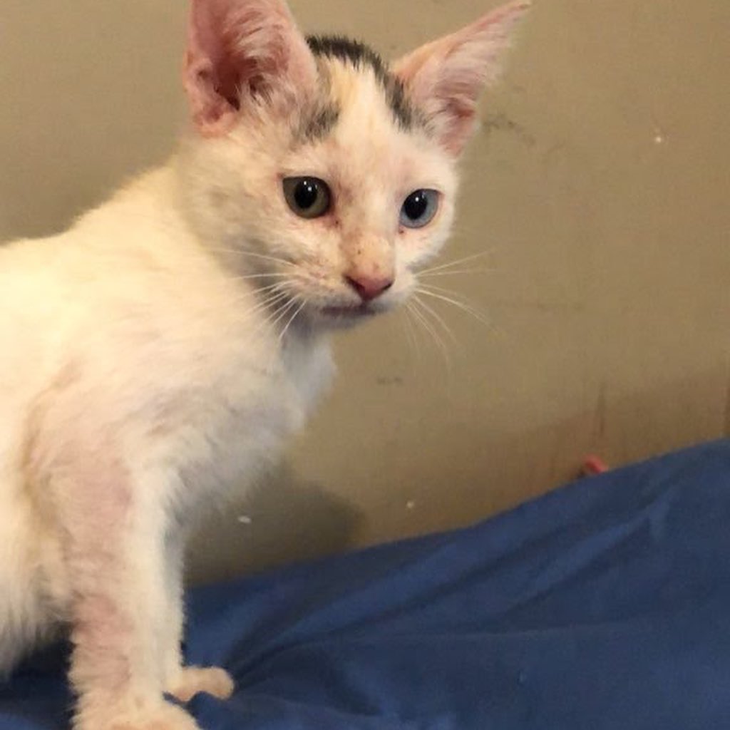 https://givebutter.com/SEUObL 

Neighbors, asking for your help for one of our rescue kittens. She’s currently at the hospital undergoing X-rays. Unfortunately, prior animals have maxed our care credit. If you can help at all it would be appreciated. Please even $10 and share on social media. 

Joanie has overcome mange and streets and was just ready to be adopted.  <a target='_blank' href='https://www.instagram.com/explore/tags/savejoanie/'>#savejoanie</a> <a target='_blank' href='https://www.instagram.com/explore/tags/help/'>#help</a>