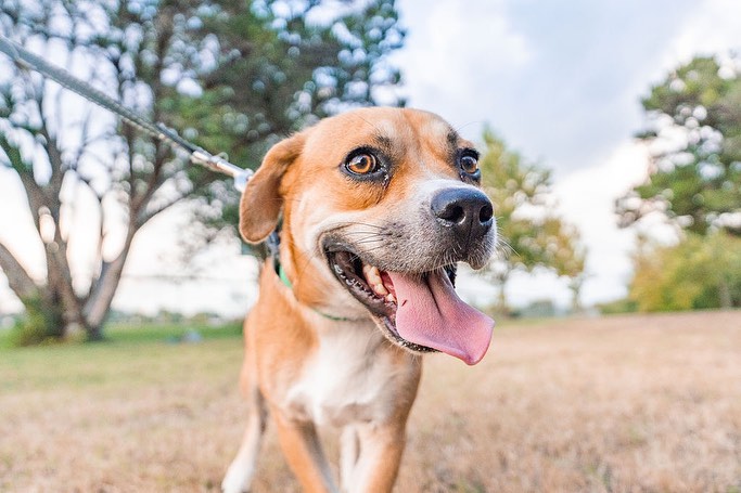 ADOPTED!! 🐶❤️🐾

Axel is our dog of the week. This fun, playful, goofy and loving boy is still looking for his forever home. Axel is a 12 month old Beagle/Terrier mix. His foster says he is incredibly docile and obedient. He loves going for walks and going to the park, giving kisses is his trademark, and getting all the pets is his favorite. Axel is good with other dogs and good with kids, he has not been cat tested. Don’t miss your chance to adopt a really amazing dog!! You can learn more about Axel on our website, just click on the link in our bio.

Thank you @justtraverse for the photo shoot!!

<a target='_blank' href='https://www.instagram.com/explore/tags/adoptme/'>#adoptme</a> <a target='_blank' href='https://www.instagram.com/explore/tags/fosterdog/'>#fosterdog</a> <a target='_blank' href='https://www.instagram.com/explore/tags/beaglemix/'>#beaglemix</a> <a target='_blank' href='https://www.instagram.com/explore/tags/terriermix/'>#terriermix</a> <a target='_blank' href='https://www.instagram.com/explore/tags/mixedbreed/'>#mixedbreed</a> <a target='_blank' href='https://www.instagram.com/explore/tags/austintexas/'>#austintexas</a> <a target='_blank' href='https://www.instagram.com/explore/tags/dogrescue/'>#dogrescue</a> <a target='_blank' href='https://www.instagram.com/explore/tags/rescuedog/'>#rescuedog</a> <a target='_blank' href='https://www.instagram.com/explore/tags/adoptdontshop/'>#adoptdontshop</a> <a target='_blank' href='https://www.instagram.com/explore/tags/lookingforforeverhome/'>#lookingforforeverhome</a> <a target='_blank' href='https://www.instagram.com/explore/tags/atxshelterdogs/'>#atxshelterdogs</a> <a target='_blank' href='https://www.instagram.com/explore/tags/rescuedogsofinstagram/'>#rescuedogsofinstagram</a> <a target='_blank' href='https://www.instagram.com/explore/tags/atxdogs/'>#atxdogs</a> <a target='_blank' href='https://www.instagram.com/explore/tags/512dogs/'>#512dogs</a> <a target='_blank' href='https://www.instagram.com/explore/tags/dontshopadopt/'>#dontshopadopt</a> <a target='_blank' href='https://www.instagram.com/explore/tags/dogoftheweek/'>#dogoftheweek</a> <a target='_blank' href='https://www.instagram.com/explore/tags/foundmyanimal/'>#foundmyanimal</a>