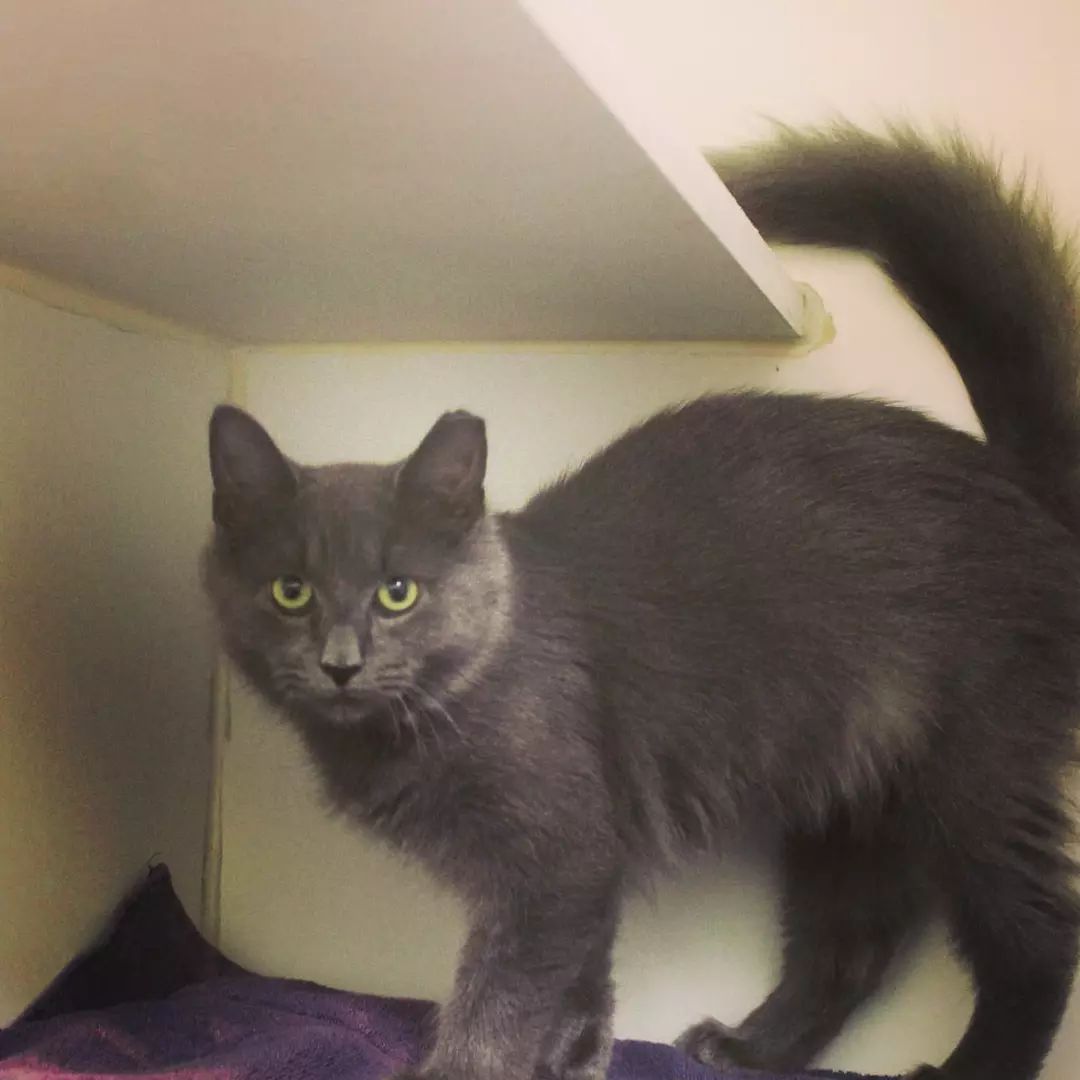 Dorian is a shy and sensitive type with a penchant for mischief.   Our 6 month old Dorian was destined to be released outside when we stepped in to give him a chance. 

His perfect adopter needs to be experienced and patient.  He seems to like other cats! 

Link to our adoption application in bio

<a target='_blank' href='https://www.instagram.com/explore/tags/DorianGray/'>#DorianGray</a> <a target='_blank' href='https://www.instagram.com/explore/tags/Wildecats/'>#Wildecats</a> <a target='_blank' href='https://www.instagram.com/explore/tags/allcatsaregrey/'>#allcatsaregrey</a> <a target='_blank' href='https://www.instagram.com/explore/tags/earfloofs/'>#earfloofs</a> <a target='_blank' href='https://www.instagram.com/explore/tags/floof/'>#floof</a> <a target='_blank' href='https://www.instagram.com/explore/tags/fluffycat/'>#fluffycat</a> <a target='_blank' href='https://www.instagram.com/explore/tags/kittensofinstagram/'>#kittensofinstagram</a> <a target='_blank' href='https://www.instagram.com/explore/tags/fromthestreets/'>#fromthestreets</a> <a target='_blank' href='https://www.instagram.com/explore/tags/semiferal/'>#semiferal</a> <a target='_blank' href='https://www.instagram.com/explore/tags/adoptablekittensofinstgram/'>#adoptablekittensofinstgram</a>