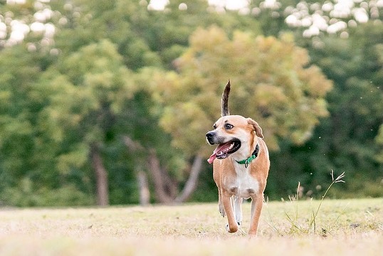 ADOPTED!! 🐶❤️🐾

Axel is our dog of the week. This fun, playful, goofy and loving boy is still looking for his forever home. Axel is a 12 month old Beagle/Terrier mix. His foster says he is incredibly docile and obedient. He loves going for walks and going to the park, giving kisses is his trademark, and getting all the pets is his favorite. Axel is good with other dogs and good with kids, he has not been cat tested. Don’t miss your chance to adopt a really amazing dog!! You can learn more about Axel on our website, just click on the link in our bio.

Thank you @justtraverse for the photo shoot!!

<a target='_blank' href='https://www.instagram.com/explore/tags/adoptme/'>#adoptme</a> <a target='_blank' href='https://www.instagram.com/explore/tags/fosterdog/'>#fosterdog</a> <a target='_blank' href='https://www.instagram.com/explore/tags/beaglemix/'>#beaglemix</a> <a target='_blank' href='https://www.instagram.com/explore/tags/terriermix/'>#terriermix</a> <a target='_blank' href='https://www.instagram.com/explore/tags/mixedbreed/'>#mixedbreed</a> <a target='_blank' href='https://www.instagram.com/explore/tags/austintexas/'>#austintexas</a> <a target='_blank' href='https://www.instagram.com/explore/tags/dogrescue/'>#dogrescue</a> <a target='_blank' href='https://www.instagram.com/explore/tags/rescuedog/'>#rescuedog</a> <a target='_blank' href='https://www.instagram.com/explore/tags/adoptdontshop/'>#adoptdontshop</a> <a target='_blank' href='https://www.instagram.com/explore/tags/lookingforforeverhome/'>#lookingforforeverhome</a> <a target='_blank' href='https://www.instagram.com/explore/tags/atxshelterdogs/'>#atxshelterdogs</a> <a target='_blank' href='https://www.instagram.com/explore/tags/rescuedogsofinstagram/'>#rescuedogsofinstagram</a> <a target='_blank' href='https://www.instagram.com/explore/tags/atxdogs/'>#atxdogs</a> <a target='_blank' href='https://www.instagram.com/explore/tags/512dogs/'>#512dogs</a> <a target='_blank' href='https://www.instagram.com/explore/tags/dontshopadopt/'>#dontshopadopt</a> <a target='_blank' href='https://www.instagram.com/explore/tags/dogoftheweek/'>#dogoftheweek</a> <a target='_blank' href='https://www.instagram.com/explore/tags/foundmyanimal/'>#foundmyanimal</a>