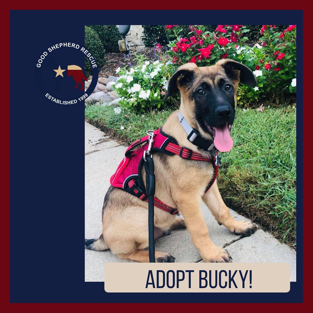 Adopt Bucky! Use links in bio to find out more! <a target='_blank' href='https://www.instagram.com/explore/tags/furever/'>#furever</a> <a target='_blank' href='https://www.instagram.com/explore/tags/fureverhome/'>#fureverhome</a> <a target='_blank' href='https://www.instagram.com/explore/tags/goodshepherdrescueoftexas/'>#goodshepherdrescueoftexas</a> <a target='_blank' href='https://www.instagram.com/explore/tags/goodshepherd/'>#goodshepherd</a> <a target='_blank' href='https://www.instagram.com/explore/tags/goodshepherdrescue/'>#goodshepherdrescue</a> <a target='_blank' href='https://www.instagram.com/explore/tags/goodshepherdrescueandsanctuaryoftexas/'>#goodshepherdrescueandsanctuaryoftexas</a> <a target='_blank' href='https://www.instagram.com/explore/tags/germanshepherd/'>#germanshepherd</a> <a target='_blank' href='https://www.instagram.com/explore/tags/germanshepherds/'>#germanshepherds</a> <a target='_blank' href='https://www.instagram.com/explore/tags/germanshepherdsofinstagram/'>#germanshepherdsofinstagram</a> <a target='_blank' href='https://www.instagram.com/explore/tags/love/'>#love</a> <a target='_blank' href='https://www.instagram.com/explore/tags/adoptdontshop/'>#adoptdontshop</a> <a target='_blank' href='https://www.instagram.com/explore/tags/adopt/'>#adopt</a> <a target='_blank' href='https://www.instagram.com/explore/tags/adopted/'>#adopted</a>