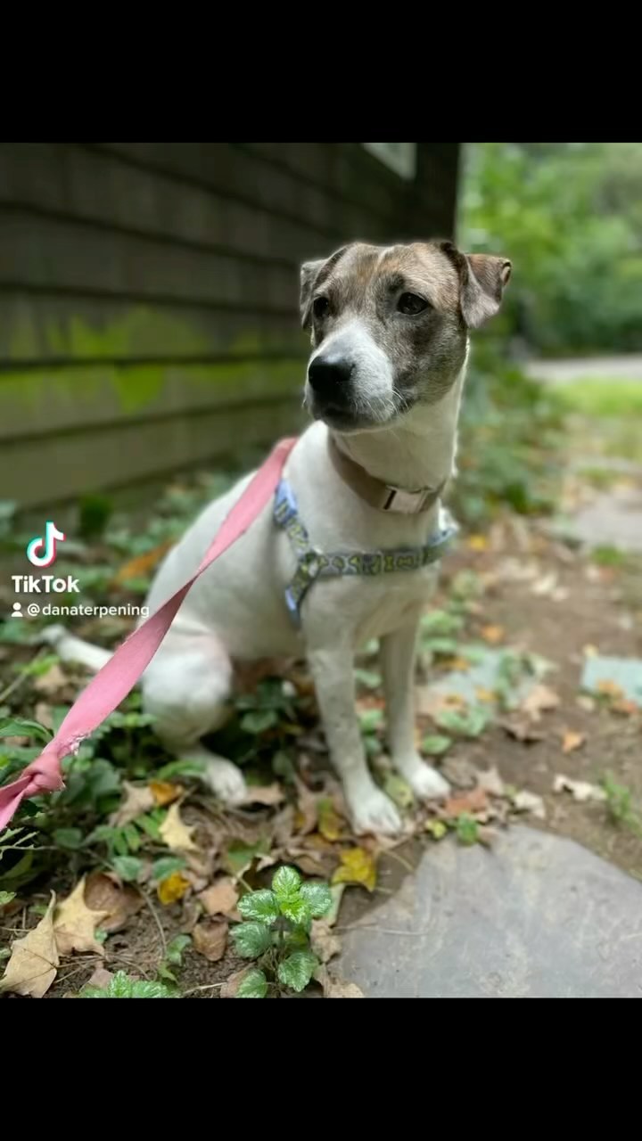 Lana! Available for adoption allpawsondeck.org