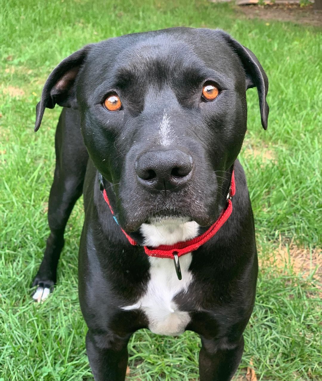 Our suave gentleman Chico is back on the market and hoping to find his forever home. We’ve decided Chico would do best as an only pet where he can soak up all your lovin for himself. He doesn’t mind have doggy friends, he just doesn’t want to live with them. We are no longer requiring his adopter to have a fenced in yard. If you think Chico would be a great fit for your family, head on over to our website and fill out our adoption application! <a target='_blank' href='https://www.instagram.com/explore/tags/applevalleypitcrew/'>#applevalleypitcrew</a>🐶🍎 <a target='_blank' href='https://www.instagram.com/explore/tags/AVPC/'>#AVPC</a> <a target='_blank' href='https://www.instagram.com/explore/tags/PitCrew/'>#PitCrew</a> <a target='_blank' href='https://www.instagram.com/explore/tags/pitbullsofinstagram/'>#pitbullsofinstagram</a> <a target='_blank' href='https://www.instagram.com/explore/tags/RescueandRedemption/'>#RescueandRedemption</a> <a target='_blank' href='https://www.instagram.com/explore/tags/adoptdontshop/'>#adoptdontshop</a> <a target='_blank' href='https://www.instagram.com/explore/tags/pitbullove/'>#pitbullove</a> <a target='_blank' href='https://www.instagram.com/explore/tags/pitbull/'>#pitbull</a> <a target='_blank' href='https://www.instagram.com/explore/tags/spreadtherumer/'>#spreadtherumer</a> <a target='_blank' href='https://www.instagram.com/explore/tags/rescueismyfavoritebreed/'>#rescueismyfavoritebreed</a> <a target='_blank' href='https://www.instagram.com/explore/tags/dontbullymybreed/'>#dontbullymybreed</a>