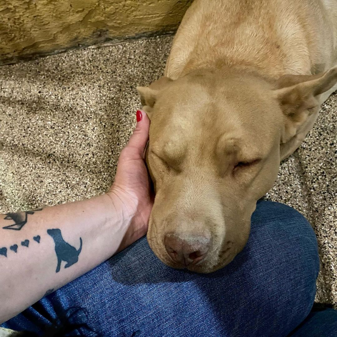 A beautiful story will soon come of this rescue.. we succeeded. It’s late. We’re tired. But he’s safe now. Too many months living off the freeway. On our way to get you settled ♥ 

<a target='_blank' href='https://www.instagram.com/explore/tags/buttonwillowpit/'>#buttonwillowpit</a> <a target='_blank' href='https://www.instagram.com/explore/tags/asafefurrplace/'>#asafefurrplace</a> <a target='_blank' href='https://www.instagram.com/explore/tags/safe/'>#safe</a> <a target='_blank' href='https://www.instagram.com/explore/tags/betterlifestartsnow/'>#betterlifestartsnow</a> <a target='_blank' href='https://www.instagram.com/explore/tags/rescuedog/'>#rescuedog</a>