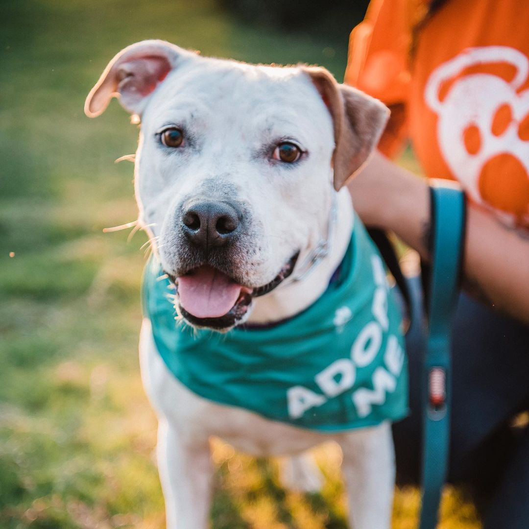 We had a great time last night playing some @binhoboard and hanging out with some awesome adoptable pups at @thebarkingbodega! Thanks to everyone who stopped by! 🍻🐾