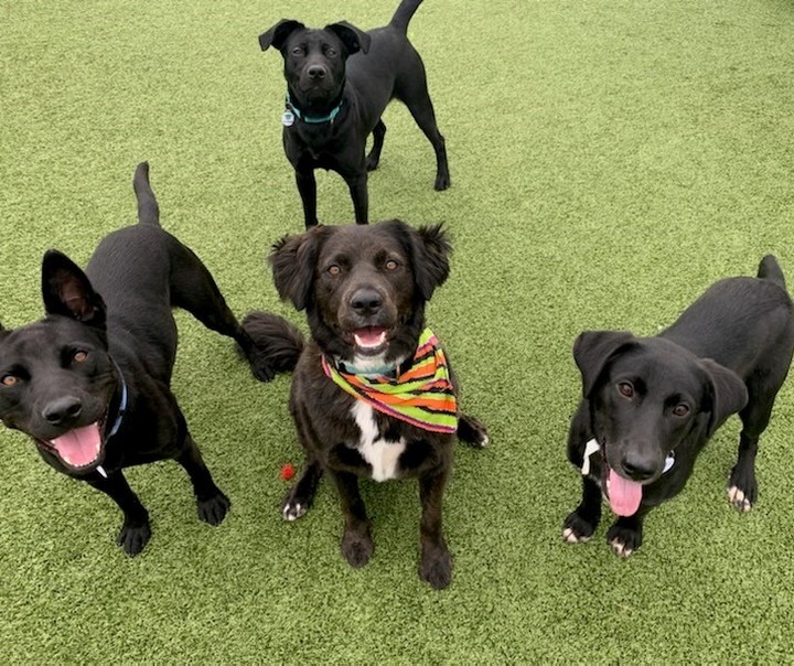 The black dogs here at HHDR would like to wish a Happy National Black dog Day to all the other black dogs out there. These cuties and many others are still waiting to find their furever homes.
They would also like to remind you that tomorrow from 11am to 3pm they will be hanging out at Pumpkins & Pooches and would love to see you there.

<a target='_blank' href='https://www.instagram.com/explore/tags/nationalblackdogday/'>#nationalblackdogday</a> <a target='_blank' href='https://www.instagram.com/explore/tags/blackdogsrule/'>#blackdogsrule</a> <a target='_blank' href='https://www.instagram.com/explore/tags/adoptdontshop/'>#adoptdontshop</a>