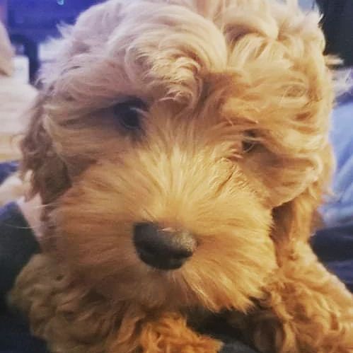 Welcome 13 week old Cockapoo LouLou to rescue!
<a target='_blank' href='https://www.instagram.com/explore/tags/cockapoo/'>#cockapoo</a> <a target='_blank' href='https://www.instagram.com/explore/tags/cockapoopuppy/'>#cockapoopuppy</a> <a target='_blank' href='https://www.instagram.com/explore/tags/designerbreed/'>#designerbreed</a> <a target='_blank' href='https://www.instagram.com/explore/tags/byb/'>#byb</a> <a target='_blank' href='https://www.instagram.com/explore/tags/backyardbreeder/'>#backyardbreeder</a> <a target='_blank' href='https://www.instagram.com/explore/tags/puppymill/'>#puppymill</a> <a target='_blank' href='https://www.instagram.com/explore/tags/rescuedog/'>#rescuedog</a> <a target='_blank' href='https://www.instagram.com/explore/tags/rescued/'>#rescued</a> <a target='_blank' href='https://www.instagram.com/explore/tags/dogrescue/'>#dogrescue</a> <a target='_blank' href='https://www.instagram.com/explore/tags/doglover/'>#doglover</a> <a target='_blank' href='https://www.instagram.com/explore/tags/puppyforadoption/'>#puppyforadoption</a> <a target='_blank' href='https://www.instagram.com/explore/tags/adoptme/'>#adoptme</a> <a target='_blank' href='https://www.instagram.com/explore/tags/adoptable/'>#adoptable</a> <a target='_blank' href='https://www.instagram.com/explore/tags/adoptadog/'>#adoptadog</a> <a target='_blank' href='https://www.instagram.com/explore/tags/adoptabledog/'>#adoptabledog</a>