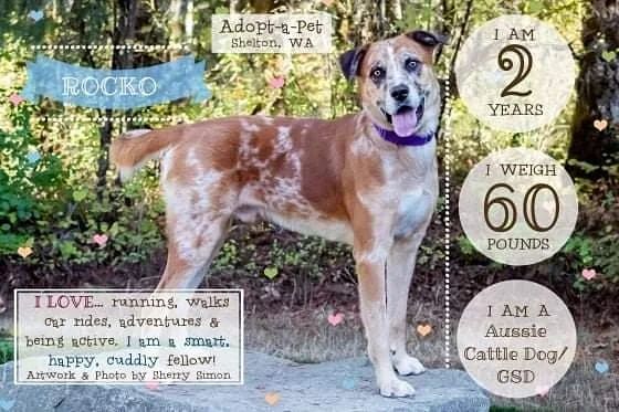 Check out our Dog of the Week:

Meet ROCKO! He is a 60#, 2-year-old, Australian Cattle Dog / German Shepherd Dog mix, whose beautiful red and cream leopard-spotted coat makes him a head turner! This good boy came all the way from Texas to find his forever home!

 Rocko is a happy-go-lucky guy who would make an excellent companion and family dog. He is friendly, smart, athletic, and playful. He enjoys playing with other dogs his size or larger, and going on adventures are his two favorite things! Rocko rides well in the car and would love to be part of an active household.

Rocko will need a secure fenced yard at his new home as well as a cat-free environment. Kids in the home should be 13+ and be kind and dog savvy. Rocko will need help to continue his leash manners and basic commands. He has been loving going for runs with volunteers! 

Further questions? Currently, emails are the only method of communication. We all care about the health of our 2-legged caregivers and the community at large, so as a precaution we are will be in touch with you as soon as we are able. We appreciate everyone’s understanding during this time! Stay Well! 

KENNEL CONTACT INFORMATION:
Email: adoptapetadoptions@gmail.com
Telephone: (360) 432-3091 Option <a target='_blank' href='https://www.instagram.com/explore/tags/5/'>#5</a>