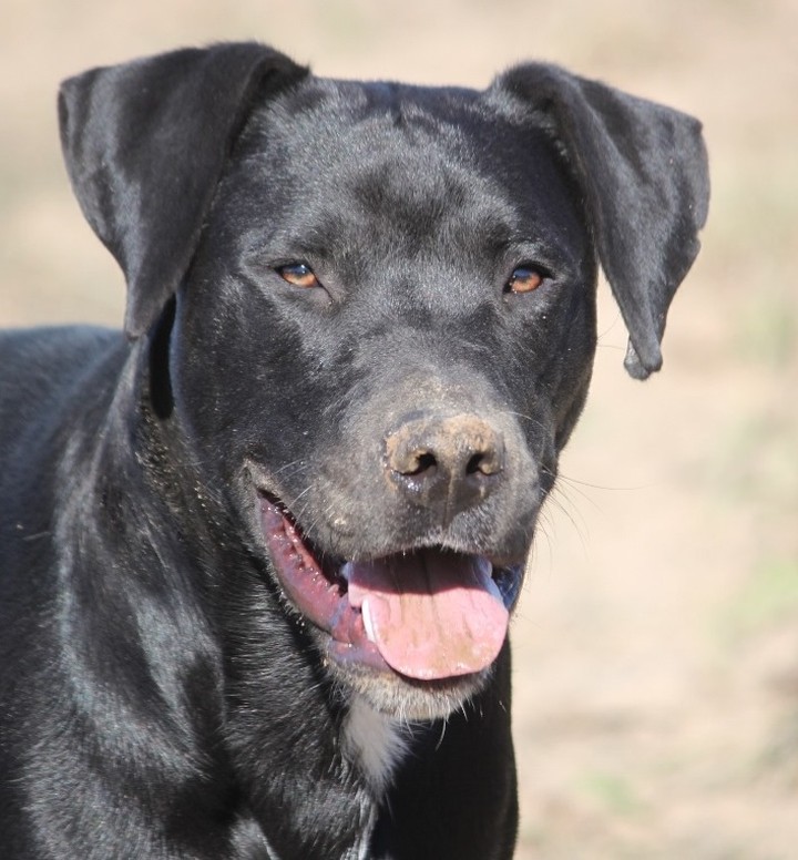 Tink Tink!

Tink was brought to our clinic after he was hit by a car to be euthanized but we just couldn't do that. He only had one leg injury and is now fully recovered. He is only about 10 months old and 55 lbs. He is great off leash, house and kennel trained, loves everyone and every dog he meets, he is good with cats. He has only been with us for about 2 months but he is so good we want him to get a home soon! If you are interested in him please email us at wynnefoa@gmail.com
His adopt a pet link is below as well
https://www.adoptapet.com/pet/32483966-hooksett-new-hampshire-labrador-retriever-mix
