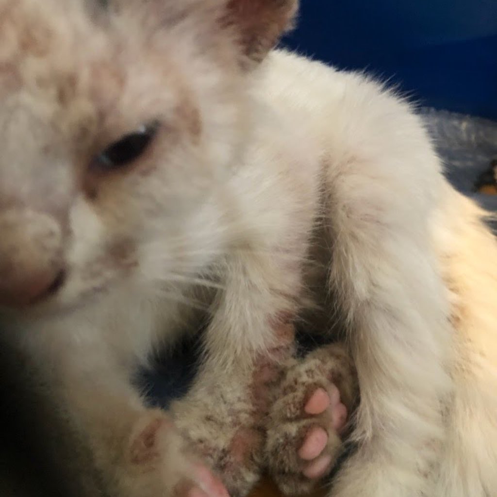 https://givebutter.com/SEUObL 

Neighbors, asking for your help for one of our rescue kittens. She’s currently at the hospital undergoing X-rays. Unfortunately, prior animals have maxed our care credit. If you can help at all it would be appreciated. Please even $10 and share on social media. 

Joanie has overcome mange and streets and was just ready to be adopted.  <a target='_blank' href='https://www.instagram.com/explore/tags/savejoanie/'>#savejoanie</a> <a target='_blank' href='https://www.instagram.com/explore/tags/help/'>#help</a>