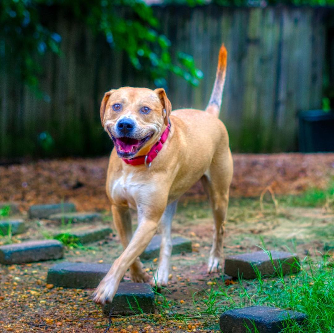 Kirby is around 3.5 years old and 60 pounds of pure handsome! He is part Golden Retriever and American Staffordshire Terrier but 100% smart boy having completed the beginner and intermediate obedience classes at PetSmart. He walks well on a leash but also likes to stop and smell the flowers or leave a note for the next dog.

He is playful with other dogs but does not like to share tennis balls with them. He is very obsessed with balls, will run and jump in the air to catch them. We don’t recommend having another dog around him if balls are involved as he is so obsess with them that he will become protective of balls. 

He is great in the house and LOVES to be outside walking on new trails or play in any streams he come across. He has been gentle around kids and adults. Has lived with cats and not shown any interests in them. 

To adopt, please fill out an adoption application at https://www.threepawsrescue.org/adoption-application/

For information about adoption fee, please visit https://www.threepawsrescue.org/adoption-fees/

To learn about the adoption process, please visit https://www.threepawsrescue.org/adoption-process/

<a target='_blank' href='https://www.instagram.com/explore/tags/adoptdontshop/'>#adoptdontshop</a> <a target='_blank' href='https://www.instagram.com/explore/tags/adopt/'>#adopt</a> <a target='_blank' href='https://www.instagram.com/explore/tags/adoptme/'>#adoptme</a> <a target='_blank' href='https://www.instagram.com/explore/tags/fosteringsaveslives/'>#fosteringsaveslives</a> <a target='_blank' href='https://www.instagram.com/explore/tags/adoptadog/'>#adoptadog</a> <a target='_blank' href='https://www.instagram.com/explore/tags/adoptable/'>#adoptable</a> <a target='_blank' href='https://www.instagram.com/explore/tags/atlanta/'>#atlanta</a> <a target='_blank' href='https://www.instagram.com/explore/tags/atl/'>#atl</a> <a target='_blank' href='https://www.instagram.com/explore/tags/atldog/'>#atldog</a> <a target='_blank' href='https://www.instagram.com/explore/tags/rescuedog/'>#rescuedog</a> <a target='_blank' href='https://www.instagram.com/explore/tags/rescuedismyfavoritebreed/'>#rescuedismyfavoritebreed</a> <a target='_blank' href='https://www.instagram.com/explore/tags/rescuedogsofinstagram/'>#rescuedogsofinstagram</a> <a target='_blank' href='https://www.instagram.com/explore/tags/dogsofig/'>#dogsofig</a> <a target='_blank' href='https://www.instagram.com/explore/tags/dogsofinsta/'>#dogsofinsta</a> <a target='_blank' href='https://www.instagram.com/explore/tags/atlantadog/'>#atlantadog</a> <a target='_blank' href='https://www.instagram.com/explore/tags/dogsofatlanta/'>#dogsofatlanta</a> <a target='_blank' href='https://www.instagram.com/explore/tags/dogsofatl/'>#dogsofatl</a> <a target='_blank' href='https://www.instagram.com/explore/tags/atlantarescuedogs/'>#atlantarescuedogs</a> <a target='_blank' href='https://www.instagram.com/explore/tags/rescuedogsofatlanta/'>#rescuedogsofatlanta</a> <a target='_blank' href='https://www.instagram.com/explore/tags/threepawsrescue/'>#threepawsrescue</a>