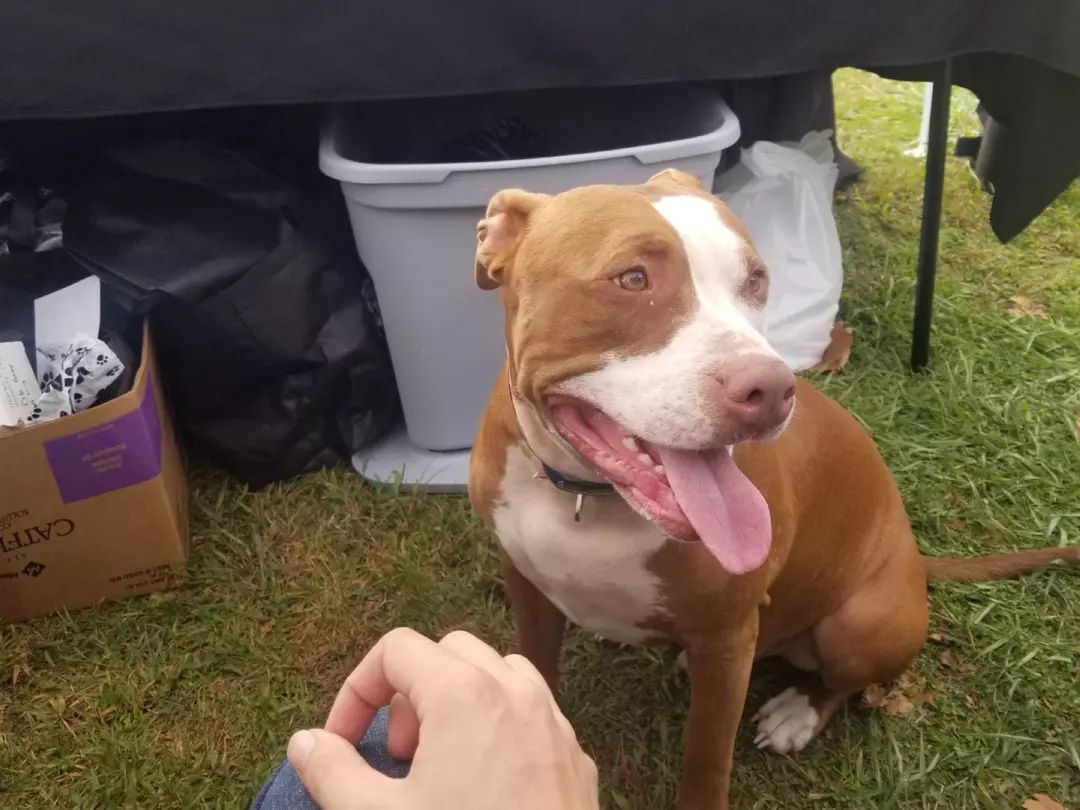 Come check out Buster foundation at Blue sky Ice cream and hamburgers all weekend!  We've already made some bully friends 🐶!
<a target='_blank' href='https://www.instagram.com/explore/tags/thebusterfoundation/'>#thebusterfoundation</a>
<a target='_blank' href='https://www.instagram.com/explore/tags/pitbull/'>#pitbull</a>
<a target='_blank' href='https://www.instagram.com/explore/tags/pitbullsofinstagram/'>#pitbullsofinstagram</a>
<a target='_blank' href='https://www.instagram.com/explore/tags/icecream/'>#icecream</a>
<a target='_blank' href='https://www.instagram.com/explore/tags/burgers/'>#burgers</a>