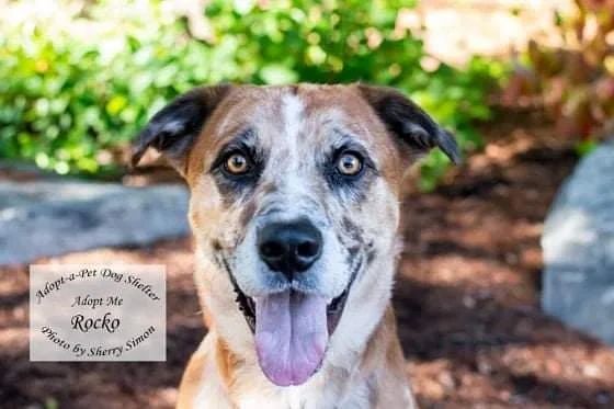 Check out our Dog of the Week:

Meet ROCKO! He is a 60#, 2-year-old, Australian Cattle Dog / German Shepherd Dog mix, whose beautiful red and cream leopard-spotted coat makes him a head turner! This good boy came all the way from Texas to find his forever home!

 Rocko is a happy-go-lucky guy who would make an excellent companion and family dog. He is friendly, smart, athletic, and playful. He enjoys playing with other dogs his size or larger, and going on adventures are his two favorite things! Rocko rides well in the car and would love to be part of an active household.

Rocko will need a secure fenced yard at his new home as well as a cat-free environment. Kids in the home should be 13+ and be kind and dog savvy. Rocko will need help to continue his leash manners and basic commands. He has been loving going for runs with volunteers! 

Further questions? Currently, emails are the only method of communication. We all care about the health of our 2-legged caregivers and the community at large, so as a precaution we are will be in touch with you as soon as we are able. We appreciate everyone’s understanding during this time! Stay Well! 

KENNEL CONTACT INFORMATION:
Email: adoptapetadoptions@gmail.com
Telephone: (360) 432-3091 Option <a target='_blank' href='https://www.instagram.com/explore/tags/5/'>#5</a>