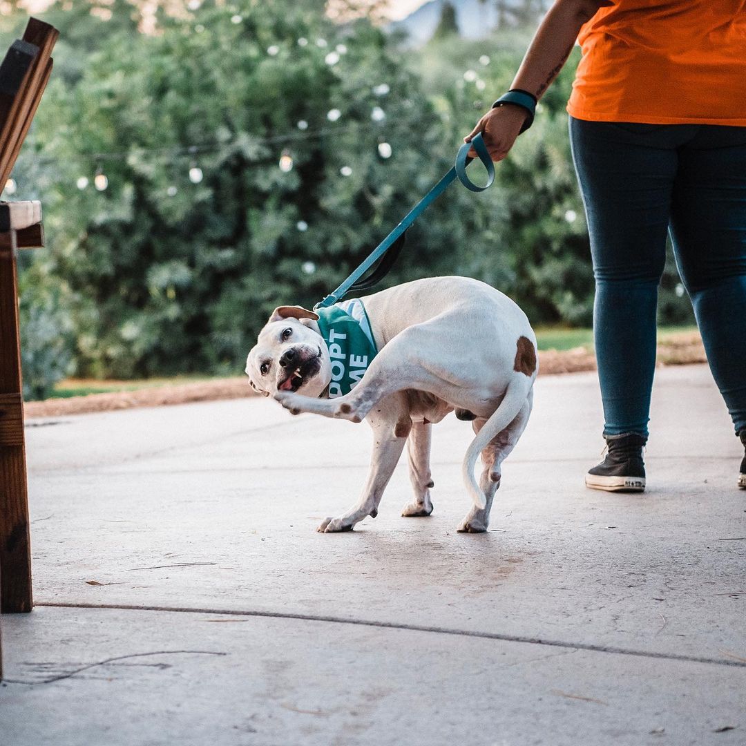 We had a great time last night playing some @binhoboard and hanging out with some awesome adoptable pups at @thebarkingbodega! Thanks to everyone who stopped by! 🍻🐾