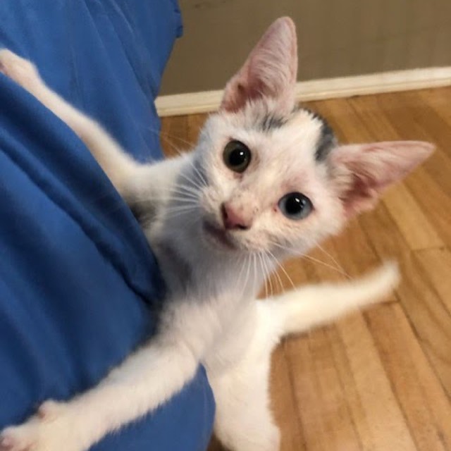 https://givebutter.com/SEUObL 

Neighbors, asking for your help for one of our rescue kittens. She’s currently at the hospital undergoing X-rays. Unfortunately, prior animals have maxed our care credit. If you can help at all it would be appreciated. Please even $10 and share on social media. 

Joanie has overcome mange and streets and was just ready to be adopted.  <a target='_blank' href='https://www.instagram.com/explore/tags/savejoanie/'>#savejoanie</a> <a target='_blank' href='https://www.instagram.com/explore/tags/help/'>#help</a>