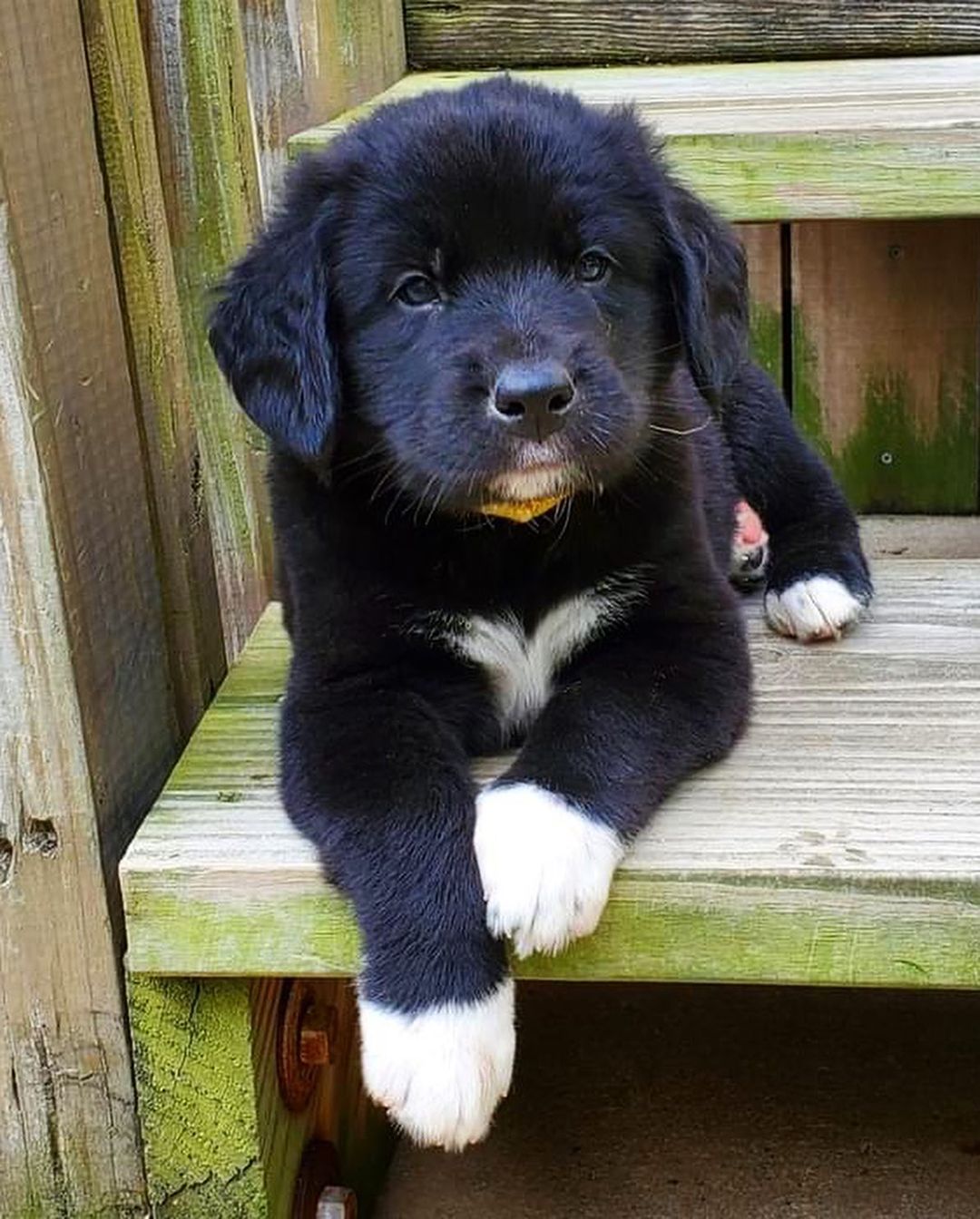 Happy National Black Dog Day from the B Pup Litter!! 🐾🖤🐾🖤

For more information about adopting these cuties or any other OPH dogs,  check out the link in our bio.

<a target='_blank' href='https://www.instagram.com/explore/tags/rescuepuppy/'>#rescuepuppy</a> <a target='_blank' href='https://www.instagram.com/explore/tags/puppiesofinstagram/'>#puppiesofinstagram</a> <a target='_blank' href='https://www.instagram.com/explore/tags/puppy/'>#puppy</a> <a target='_blank' href='https://www.instagram.com/explore/tags/puppies/'>#puppies</a> <a target='_blank' href='https://www.instagram.com/explore/tags/puppylove/'>#puppylove</a> <a target='_blank' href='https://www.instagram.com/explore/tags/puppylovers/'>#puppylovers</a> <a target='_blank' href='https://www.instagram.com/explore/tags/adoptabledog/'>#adoptabledog</a> <a target='_blank' href='https://www.instagram.com/explore/tags/adoptdontshop/'>#adoptdontshop</a> <a target='_blank' href='https://www.instagram.com/explore/tags/opttoadopt/'>#opttoadopt</a> <a target='_blank' href='https://www.instagram.com/explore/tags/ophrescue/'>#ophrescue</a> <a target='_blank' href='https://www.instagram.com/explore/tags/savedogs/'>#savedogs</a> <a target='_blank' href='https://www.instagram.com/explore/tags/dogrescue/'>#dogrescue</a> <a target='_blank' href='https://www.instagram.com/explore/tags/rescuedogs/'>#rescuedogs</a> <a target='_blank' href='https://www.instagram.com/explore/tags/mustlovedogs/'>#mustlovedogs</a> <a target='_blank' href='https://www.instagram.com/explore/tags/rescuedismyfavoritebreed/'>#rescuedismyfavoritebreed</a> <a target='_blank' href='https://www.instagram.com/explore/tags/blackdog/'>#blackdog</a>