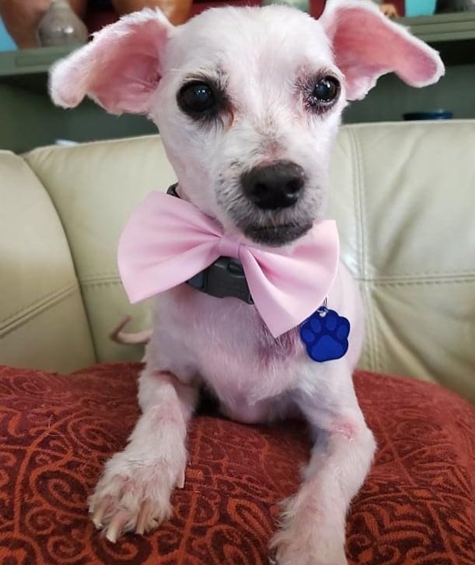 ADOPT JACK! 

Jack is a 7yo 10lb Maltese/Terrier mix. He’s dog and dog savvy older kid friendly! He’s house training when on a schedule but is pee pad and crate trained. He enjoys his foster’s fenced-in yard. He sometimes needs a little time to warm up to new people and other dogs but once he gets comfortable he likes to cuddle with his people and will play with other dogs when in the mood. He’s a very sweet, quiet boy. 

If you DO NOT fit this please DO NOT put an application in. We will not call anyone not a fit. Also, we will be concentrating on applications close to the foster home since home checks and meets with all humans and animals in home are needed at meet. Our fosters are all volunteers so aren’t always able to travel too far.

Jack’s neutered, vaccinated and microchipped. Currently being fostered in Jenkintown, PA. Apply at www.tprescue.org