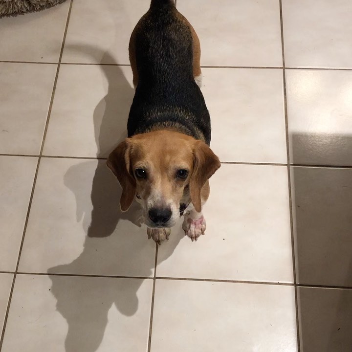 An update on Astrid's medical conditions:

Astrid had a busy week and a half visiting her Primary Care Veterinarian and Veterinary Dermatologist Specialist. We know now that Astrid is dealing with an allergic reaction that she’s had for a long time and was never addressed. On intake, her four paws were swollen, red and devoid of fur. Astrid’s belly and chest had crusty sores and no fur. She was so itchy she constantly scratched and had difficulty sleeping. Additionally, she had infections in both ears. What we were witnessing was due to the infections resulting from non-treatment of her allergy. All the while, she had “happy feet”, loved her food and wagged her tail constantly. 

Our immediate goal for Astrid is to treat the secondary issues and rebuild her immune system.  To accomplish this, Astrid is now on an antibiotic, anti-fungal, Apoquel to stop the itch and Selamectin for any other parasites. Her ear infections are being treated with Miconazole.  Astrid has also been placed on a strict veterinary diet designed to help with  skin problems. 

Astrid is a real trooper, you’ll see in a couple of the pictures how her chest, while still furless, is much clearer and less inflamed. Her feet are not longer swollen and the redness is disappearing. The veterinarians have told us this is going to take approximately three months for her skin to clear and fur regrow. At that point, we can begin the search to identify what she is allergic to and think about vaccines, a dental and spay surgery. 

Astrid is doing amazing well and seems to be enjoying her new life. We will continue to keep everyone informed and include pictures of her progress. Wish us well as Astrid continues her journey! 

We wonder if any of your pups have had allergy issues. Maybe you would like to share your experiences with the rest of us. Thank you!

<a target='_blank' href='https://www.instagram.com/explore/tags/OurJourneyWithAstrid/'>#OurJourneyWithAstrid</a>