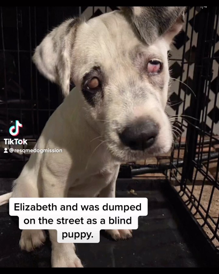 Elizabeth, the blind girl… an ADOPTION story♥️

Today, we celebrate one of our biggest accomplishments as a rescue. 🙏🏻 Our lovely Elizabeth has been adopted by a very special man named Luke. 🙏🏻 Luke was looking to adopt a rescue pup. 😥 Originally, he wasn’t looking for a special needs girl, like Elizabeth. But he says, once he saw her, it was LOVE at first sight! 🙏🏻

We hoped the love he felt for her through pictures would still be true once they met in real life. 🙏🏻 So, a date was set for this young man to meet our girl. 💕

Soon, the day came 😱 and we introduced our girl to him. 🙏🏻 It was just a MAGICAL💫 experience between both of them. ♥️ Luke fell in love with Elizabeth all over again, but this time, in person! And our girl couldn’t control her self from being so happy! ♥️ We couldn’t believe our eyes. ♥️ 

From that point on we knew, that these two were a perfect match. Our girl had not only just found a home but she also found a dad who promised to love her always and forever, like she deserves. ♥️

Because we can’t change their past but together we can continue changing their future. 🙏🏻
Please say a prayer for those special girls out there so they can also find not only a home but a family 🙏🏻 like our special girl named Elizabeth. 🙏🏻 🌺

We will love you forever and we will miss you always, sweet baby! Have a great life 🍀 
<a target='_blank' href='https://www.instagram.com/explore/tags/adopted/'>#adopted</a> <a target='_blank' href='https://www.instagram.com/explore/tags/adoptionstory/'>#adoptionstory</a> <a target='_blank' href='https://www.instagram.com/explore/tags/dogadoption/'>#dogadoption</a> <a target='_blank' href='https://www.instagram.com/explore/tags/dogdad/'>#dogdad</a> <a target='_blank' href='https://www.instagram.com/explore/tags/rescuedog/'>#rescuedog</a> <a target='_blank' href='https://www.instagram.com/explore/tags/rescuesofinstagram/'>#rescuesofinstagram</a> <a target='_blank' href='https://www.instagram.com/explore/tags/rescuedismyfavoritebreed/'>#rescuedismyfavoritebreed</a> <a target='_blank' href='https://www.instagram.com/explore/tags/whorescuedwho/'>#whorescuedwho</a> <a target='_blank' href='https://www.instagram.com/explore/tags/dogsarefamily/'>#dogsarefamily</a> <a target='_blank' href='https://www.instagram.com/explore/tags/rescuedogsarethebest/'>#rescuedogsarethebest</a> <a target='_blank' href='https://www.instagram.com/explore/tags/specialneedsdogs/'>#specialneedsdogs</a>