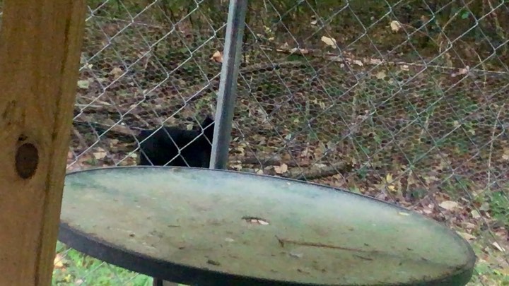 Fantasia is a fat girl, but I  fixed the spot she could get through the fence, now she has created her own exercise program checking the fence for weaknesses. 😁  Available for adoption <a target='_blank' href='https://www.instagram.com/explore/tags/taillesscatrescue/'>#taillesscatrescue</a> <a target='_blank' href='https://www.instagram.com/explore/tags/adoptdontshop/'>#adoptdontshop</a> <a target='_blank' href='https://www.instagram.com/explore/tags/bobtailcat/'>#bobtailcat</a> <a target='_blank' href='https://www.instagram.com/explore/tags/tuxedocat/'>#tuxedocat</a> <a target='_blank' href='https://www.instagram.com/explore/tags/americanbobtail/'>#americanbobtail</a> <a target='_blank' href='https://www.instagram.com/explore/tags/chonk/'>#chonk</a> <a target='_blank' href='https://www.instagram.com/explore/tags/northcarolina/'>#northcarolina</a> <a target='_blank' href='https://www.instagram.com/explore/tags/catsofinstagram/'>#catsofinstagram</a>