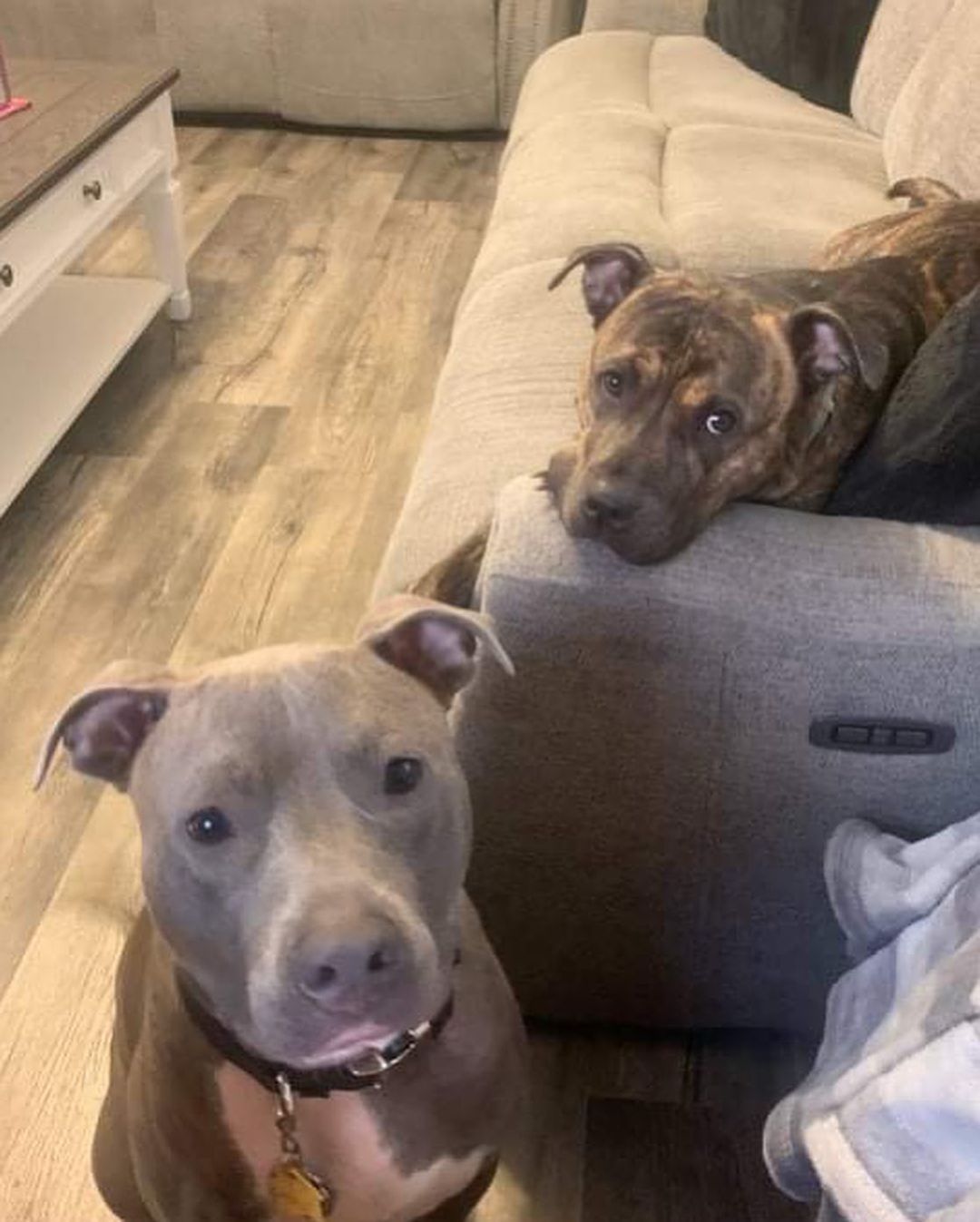 We are on a roll here, folks!! DORA IS ADOPTED!!! 🥰🥰🥰

Dora and her new big brother are absolutely obsessed with each other and they couldn’t be a better fit. The first night she was there, he actually slept outside her crate to make sure she was ok 🥺🥲🥲🥲

Dora will get to spend her life having fun and playing, running, and snuggling with her new family!

Thank you to everyone who shared and to her new parents for being the BEST!! 

Happy tails, Dora!! 💙🐾

<a target='_blank' href='https://www.instagram.com/explore/tags/paunderdogmutts/'>#paunderdogmutts</a>