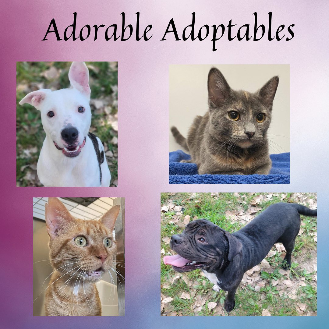 Here are just a few of the adorable adoptable animals here at T. Russell Reitz! If you are interested in adopting, we are open Monday-Saturday, 1-5pm and would be more than happy to help you find your new best friend! You can find the rest of our adoptable pets at https://www.petfinder.com/search/pets-for-adoption/?shelter_id%5B0%5D=KS03&sort%5B0%5D=recently_added! If you have any questions, please feel free to give us a call at 785-587-2783.