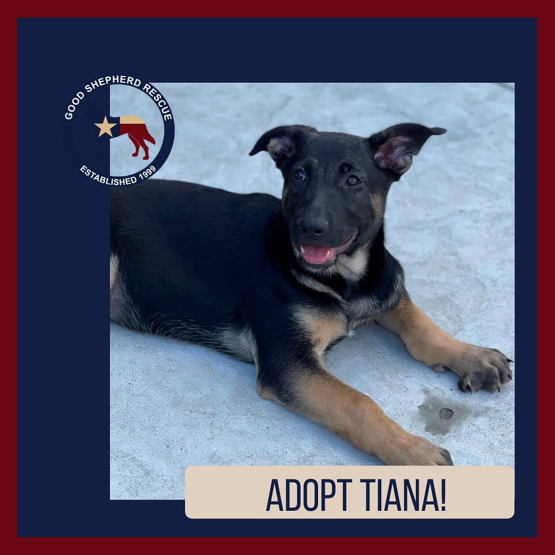 Adopt Tiana! Use links in bio to find out more! <a target='_blank' href='https://www.instagram.com/explore/tags/furever/'>#furever</a> <a target='_blank' href='https://www.instagram.com/explore/tags/fureverhome/'>#fureverhome</a> <a target='_blank' href='https://www.instagram.com/explore/tags/goodshepherdrescueoftexas/'>#goodshepherdrescueoftexas</a> <a target='_blank' href='https://www.instagram.com/explore/tags/goodshepherd/'>#goodshepherd</a> <a target='_blank' href='https://www.instagram.com/explore/tags/goodshepherdrescue/'>#goodshepherdrescue</a> <a target='_blank' href='https://www.instagram.com/explore/tags/goodshepherdrescueandsanctuaryoftexas/'>#goodshepherdrescueandsanctuaryoftexas</a> <a target='_blank' href='https://www.instagram.com/explore/tags/germanshepherd/'>#germanshepherd</a> <a target='_blank' href='https://www.instagram.com/explore/tags/germanshepherds/'>#germanshepherds</a> <a target='_blank' href='https://www.instagram.com/explore/tags/germanshepherdsofinstagram/'>#germanshepherdsofinstagram</a> <a target='_blank' href='https://www.instagram.com/explore/tags/love/'>#love</a> <a target='_blank' href='https://www.instagram.com/explore/tags/adoptdontshop/'>#adoptdontshop</a> <a target='_blank' href='https://www.instagram.com/explore/tags/adopt/'>#adopt</a> <a target='_blank' href='https://www.instagram.com/explore/tags/adopted/'>#adopted</a>