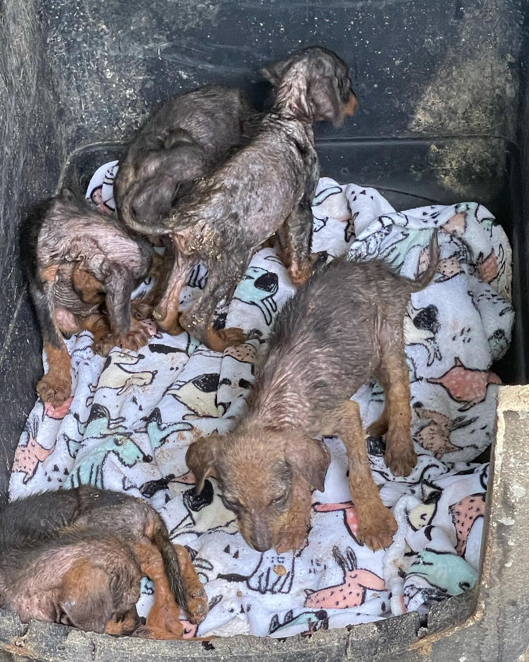 This is our latest rescue. 💔😭 We couldn’t say no. This litter of 5 puppies were dumped in the back of a restaurant (no mother in sight) and we were asked if we could take on the case. The look like dachshund mixes!

They have some serious mange which we are addressing. They have been having medical baths for it. 🛁 

We look forward to their recovery and getting them adopted into loving homes where they will be cherished as a member of the family. 

We would be so grateful for donations and shares to support their ongoing care! Thank you so much as usual!

Venmo: @miraclesforsatosrescue
PayPal: miraclesforsatosrescue@gmail.com
ATH: 787-210-0041

<a target='_blank' href='https://www.instagram.com/explore/tags/miraclesforsatosrescue/'>#miraclesforsatosrescue</a> <a target='_blank' href='https://www.instagram.com/explore/tags/dogrescue/'>#dogrescue</a> <a target='_blank' href='https://www.instagram.com/explore/tags/rescuedogsofinstagram/'>#rescuedogsofinstagram</a> <a target='_blank' href='https://www.instagram.com/explore/tags/puppyrescue/'>#puppyrescue</a> <a target='_blank' href='https://www.instagram.com/explore/tags/puppy/'>#puppy</a> <a target='_blank' href='https://www.instagram.com/explore/tags/abandonedpuppies/'>#abandonedpuppies</a> <a target='_blank' href='https://www.instagram.com/explore/tags/dogsofpuertorico/'>#dogsofpuertorico</a> <a target='_blank' href='https://www.instagram.com/explore/tags/puertorico/'>#puertorico</a> <a target='_blank' href='https://www.instagram.com/explore/tags/fundraiser/'>#fundraiser</a> <a target='_blank' href='https://www.instagram.com/explore/tags/donate/'>#donate</a> <a target='_blank' href='https://www.instagram.com/explore/tags/donateplease/'>#donateplease</a> <a target='_blank' href='https://www.instagram.com/explore/tags/pleasedonate/'>#pleasedonate</a> <a target='_blank' href='https://www.instagram.com/explore/tags/dachshundsofinstagram/'>#dachshundsofinstagram</a> <a target='_blank' href='https://www.instagram.com/explore/tags/chihuahuasofinstagram/'>#chihuahuasofinstagram</a>