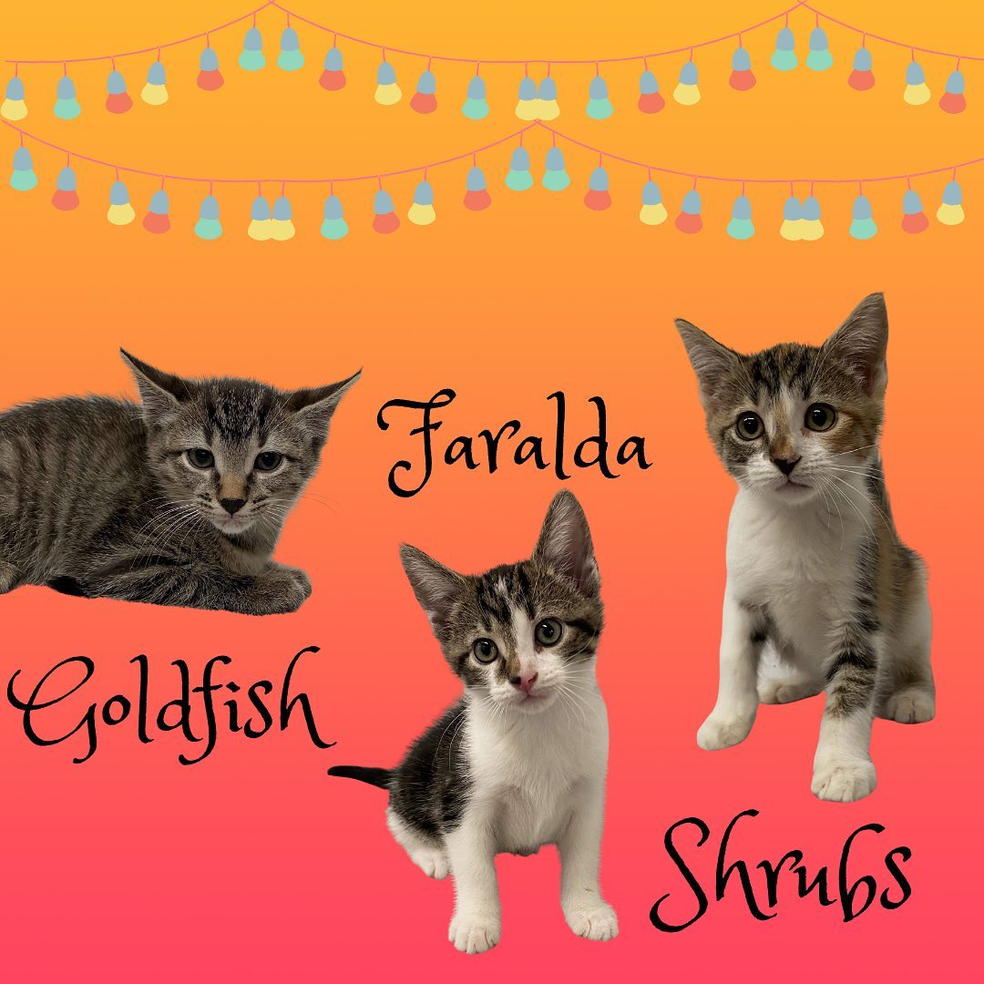 We have lots of cute and cuddly kittens available for adoption! If you are interested in adopting, we are open Monday-Saturday, 1-5pm and would be more than happy to help you find your new best friend! You can find the rest of our adoptable pets at https://www.petfinder.com/search/pets-for-adoption/?shelter_id%5B0%5D=KS03&sort%5B0%5D=recently_added! If you have any questions, please feel free to give us a call at 785-587-2783.