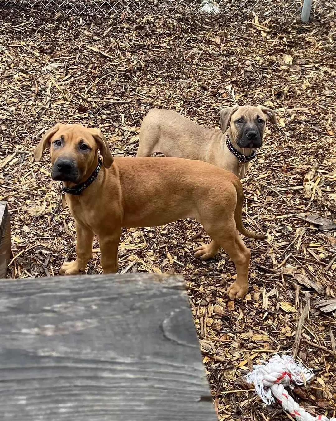 Oh 🙋 did you say you wanted some cuteness all over your screen?  Well, the buster foundation is happy 😊 to help. We. Have. Puppies.  These 4 ador-a-bull pups are the newest buster family 👪 members.  Two are already headed off to foster to adopt homes but our two girls in the last photo are still looking 👀. Their daddy is a pitty but momma is a Cane so these girls are gonna be pretty big (80ish pounds). As far as we're concerned that's just more to love 😍! Apply today!
<a target='_blank' href='https://www.instagram.com/explore/tags/thebusterfoundation/'>#thebusterfoundation</a>
<a target='_blank' href='https://www.instagram.com/explore/tags/pitbull/'>#pitbull</a>
<a target='_blank' href='https://www.instagram.com/explore/tags/pitbullsofinstagram/'>#pitbullsofinstagram</a>
<a target='_blank' href='https://www.instagram.com/explore/tags/pitbulladvocate/'>#pitbulladvocate</a>
<a target='_blank' href='https://www.instagram.com/explore/tags/pitbullpuppy/'>#pitbullpuppy</a>
<a target='_blank' href='https://www.instagram.com/explore/tags/puppiesofinstagram/'>#puppiesofinstagram</a>
<a target='_blank' href='https://www.instagram.com/explore/tags/bullybreed/'>#bullybreed</a>
<a target='_blank' href='https://www.instagram.com/explore/tags/dontbullymybreed/'>#dontbullymybreed</a>
<a target='_blank' href='https://www.instagram.com/explore/tags/rescuedog/'>#rescuedog</a>
<a target='_blank' href='https://www.instagram.com/explore/tags/rescueismyfavoritebreed/'>#rescueismyfavoritebreed</a>
<a target='_blank' href='https://www.instagram.com/explore/tags/detroitrescuedogs/'>#detroitrescuedogs</a>