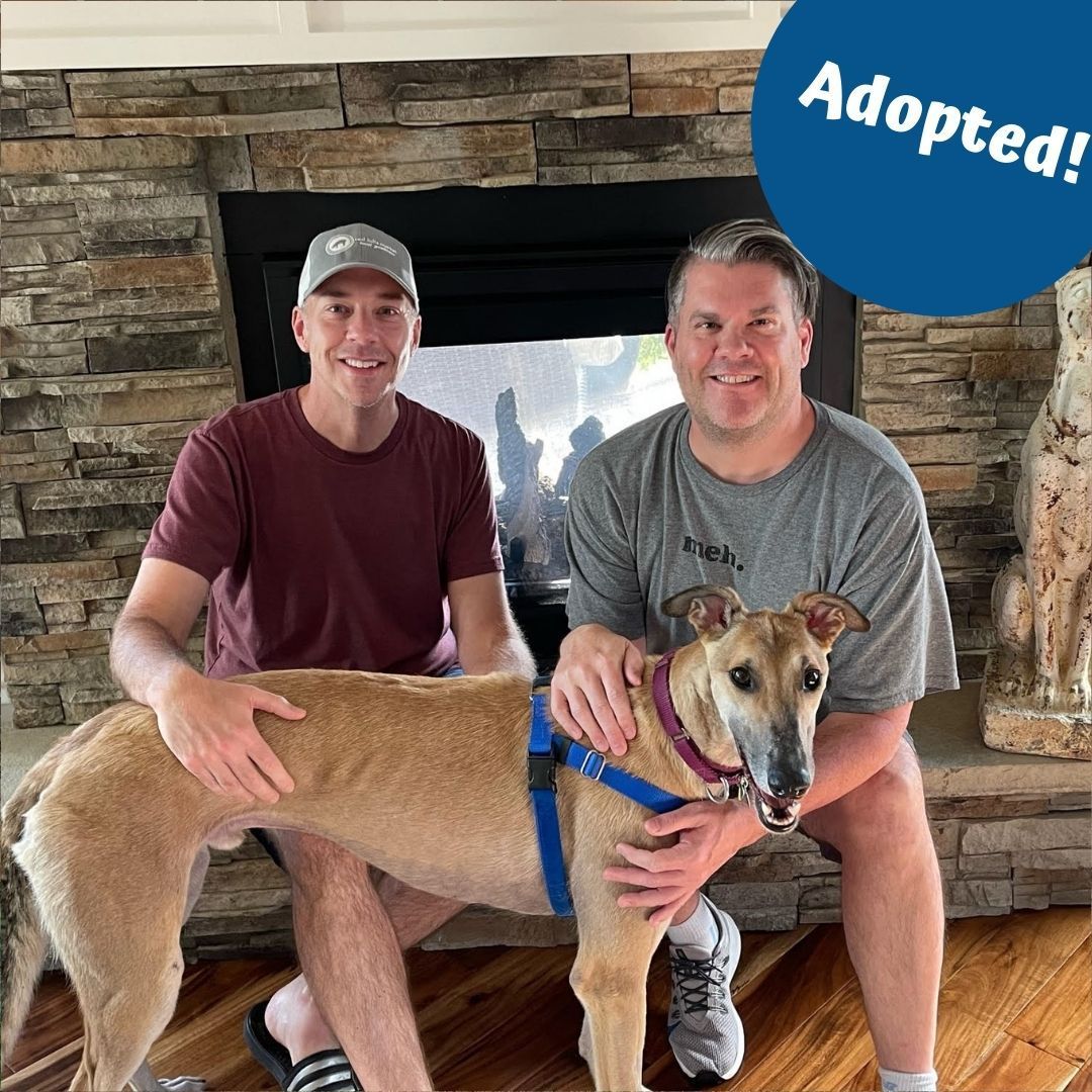 A little late on this but we have an adoption to report! Frankly has found a home with Matt and Dave! We are super happy for everyone involved and we know Frankly will love his new home.