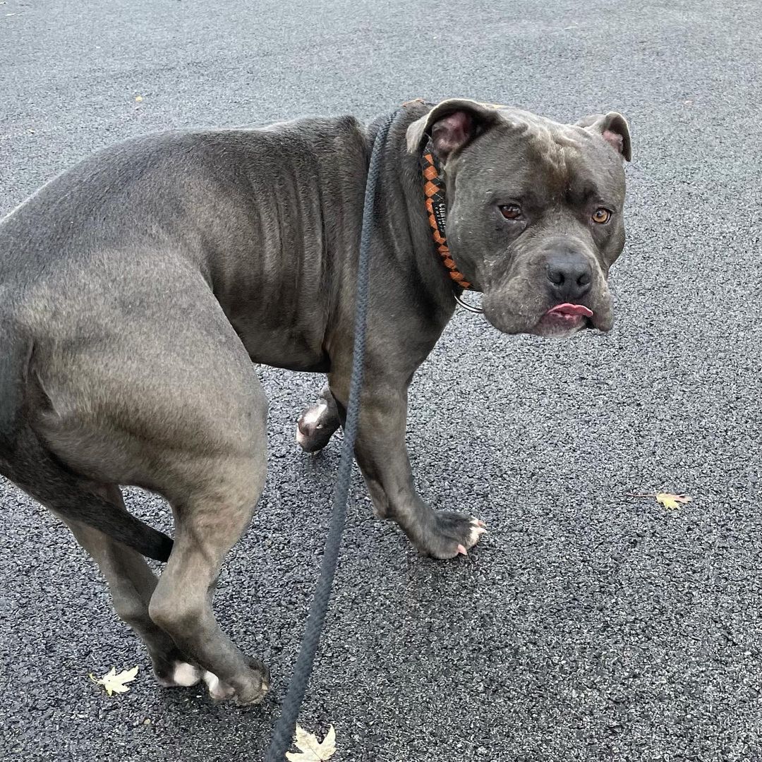 Me: Smile for the camera, Eddy!!
Eddy: 😛
<a target='_blank' href='https://www.instagram.com/explore/tags/bombshellbullies/'>#bombshellbullies</a> <a target='_blank' href='https://www.instagram.com/explore/tags/pitbull/'>#pitbull</a> <a target='_blank' href='https://www.instagram.com/explore/tags/rescue/'>#rescue</a> <a target='_blank' href='https://www.instagram.com/explore/tags/adoptdontshop/'>#adoptdontshop</a> <a target='_blank' href='https://www.instagram.com/explore/tags/dontbullymybreed/'>#dontbullymybreed</a> <a target='_blank' href='https://www.instagram.com/explore/tags/pitbullsofinstagram/'>#pitbullsofinstagram</a> <a target='_blank' href='https://www.instagram.com/explore/tags/pittiesofinstagram/'>#pittiesofinstagram</a> <a target='_blank' href='https://www.instagram.com/explore/tags/eddy/'>#eddy</a> <a target='_blank' href='https://www.instagram.com/explore/tags/sassy/'>#sassy</a> <a target='_blank' href='https://www.instagram.com/explore/tags/smile/'>#smile</a>