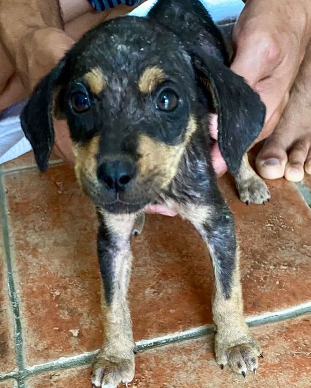 This is our latest rescue. 💔😭 We couldn’t say no. This litter of 5 puppies were dumped in the back of a restaurant (no mother in sight) and we were asked if we could take on the case. The look like dachshund mixes!

They have some serious mange which we are addressing. They have been having medical baths for it. 🛁 

We look forward to their recovery and getting them adopted into loving homes where they will be cherished as a member of the family. 

We would be so grateful for donations and shares to support their ongoing care! Thank you so much as usual!

Venmo: @miraclesforsatosrescue
PayPal: miraclesforsatosrescue@gmail.com
ATH: 787-210-0041

<a target='_blank' href='https://www.instagram.com/explore/tags/miraclesforsatosrescue/'>#miraclesforsatosrescue</a> <a target='_blank' href='https://www.instagram.com/explore/tags/dogrescue/'>#dogrescue</a> <a target='_blank' href='https://www.instagram.com/explore/tags/rescuedogsofinstagram/'>#rescuedogsofinstagram</a> <a target='_blank' href='https://www.instagram.com/explore/tags/puppyrescue/'>#puppyrescue</a> <a target='_blank' href='https://www.instagram.com/explore/tags/puppy/'>#puppy</a> <a target='_blank' href='https://www.instagram.com/explore/tags/abandonedpuppies/'>#abandonedpuppies</a> <a target='_blank' href='https://www.instagram.com/explore/tags/dogsofpuertorico/'>#dogsofpuertorico</a> <a target='_blank' href='https://www.instagram.com/explore/tags/puertorico/'>#puertorico</a> <a target='_blank' href='https://www.instagram.com/explore/tags/fundraiser/'>#fundraiser</a> <a target='_blank' href='https://www.instagram.com/explore/tags/donate/'>#donate</a> <a target='_blank' href='https://www.instagram.com/explore/tags/donateplease/'>#donateplease</a> <a target='_blank' href='https://www.instagram.com/explore/tags/pleasedonate/'>#pleasedonate</a> <a target='_blank' href='https://www.instagram.com/explore/tags/dachshundsofinstagram/'>#dachshundsofinstagram</a> <a target='_blank' href='https://www.instagram.com/explore/tags/chihuahuasofinstagram/'>#chihuahuasofinstagram</a>